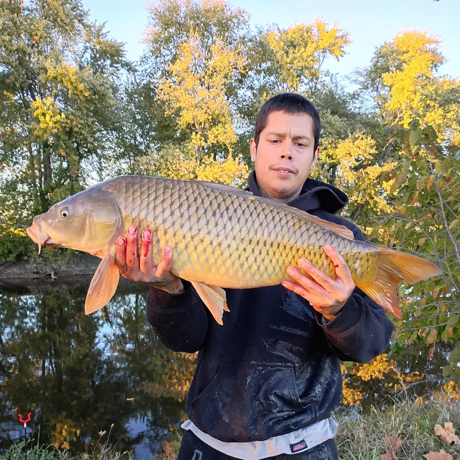 Common carp caught on Fishbrain