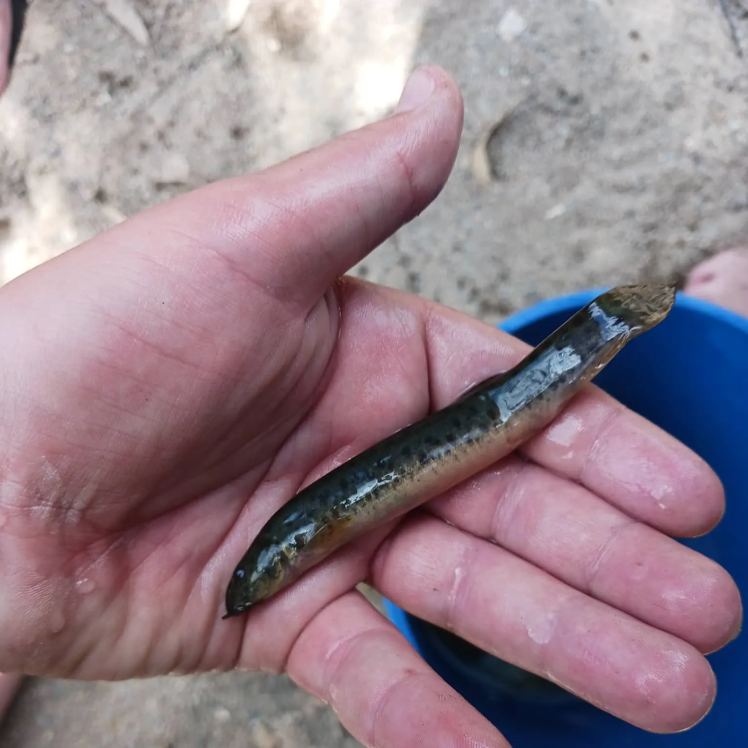 The most recent Weatherloach catches on Fishbrain