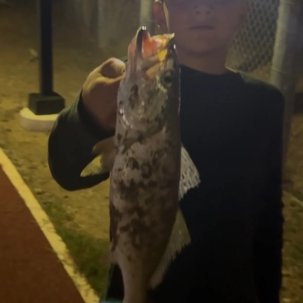 The most recent Shortfin corvina catches on Fishbrain