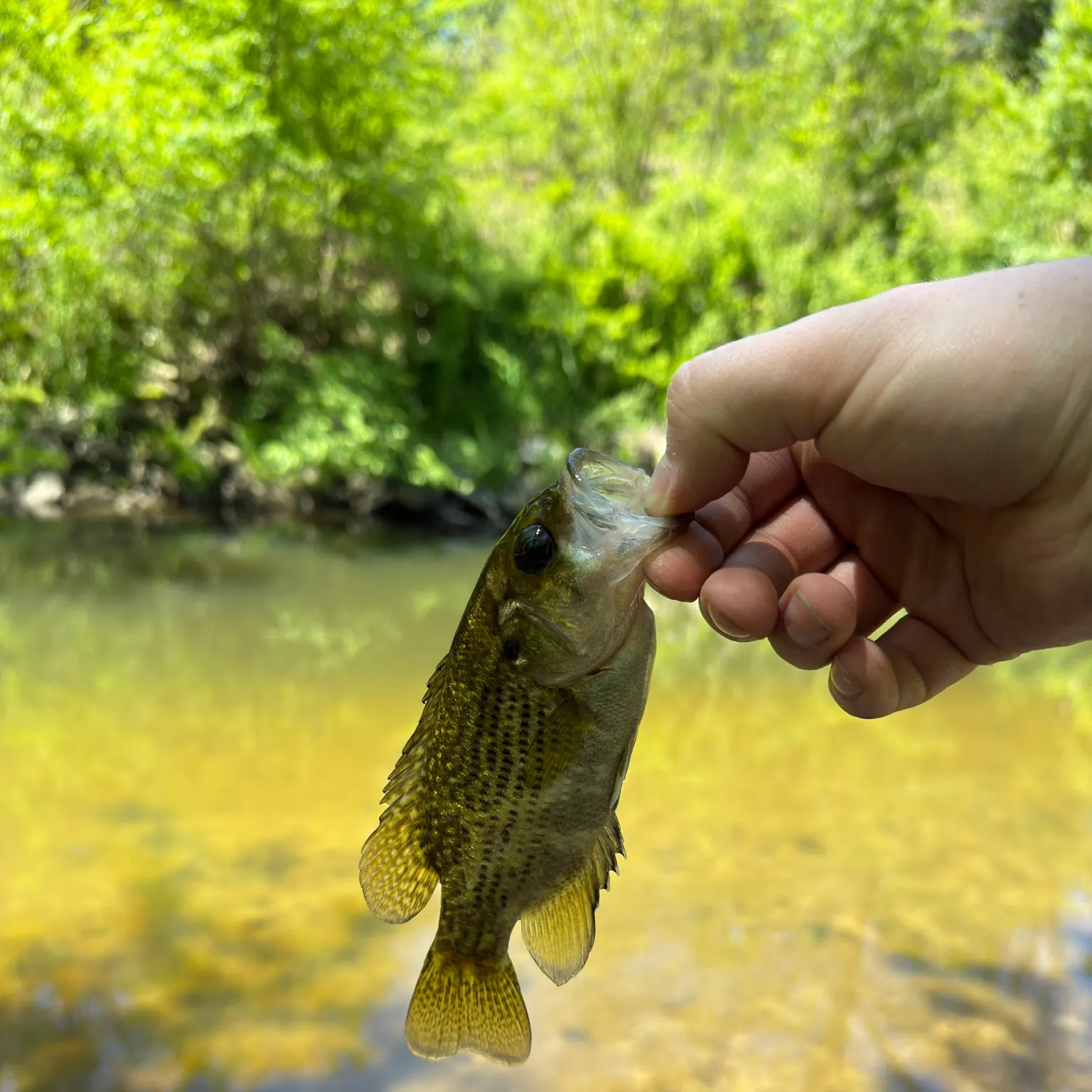 The most recent Rock bass catches on Fishbrain