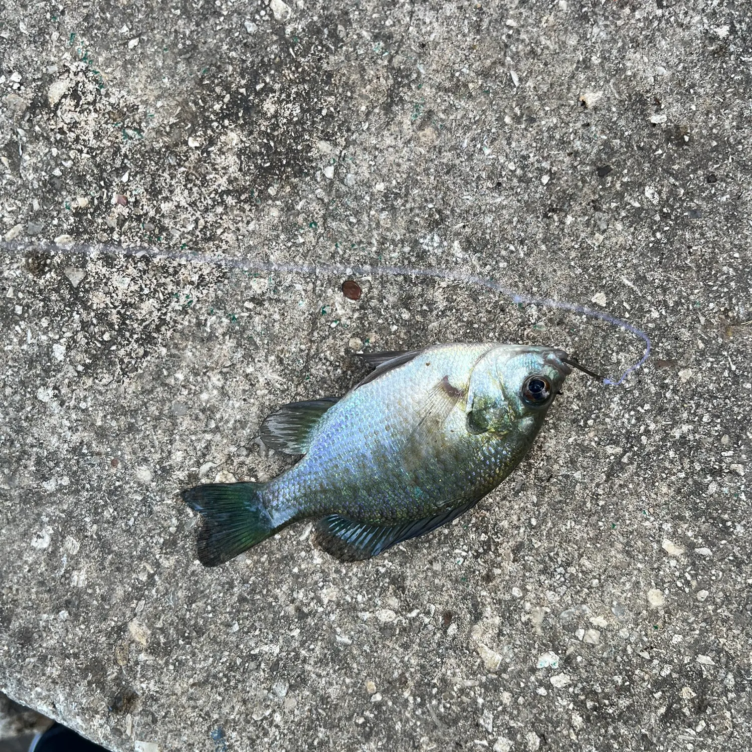 Bluegill caught on Fishbrain