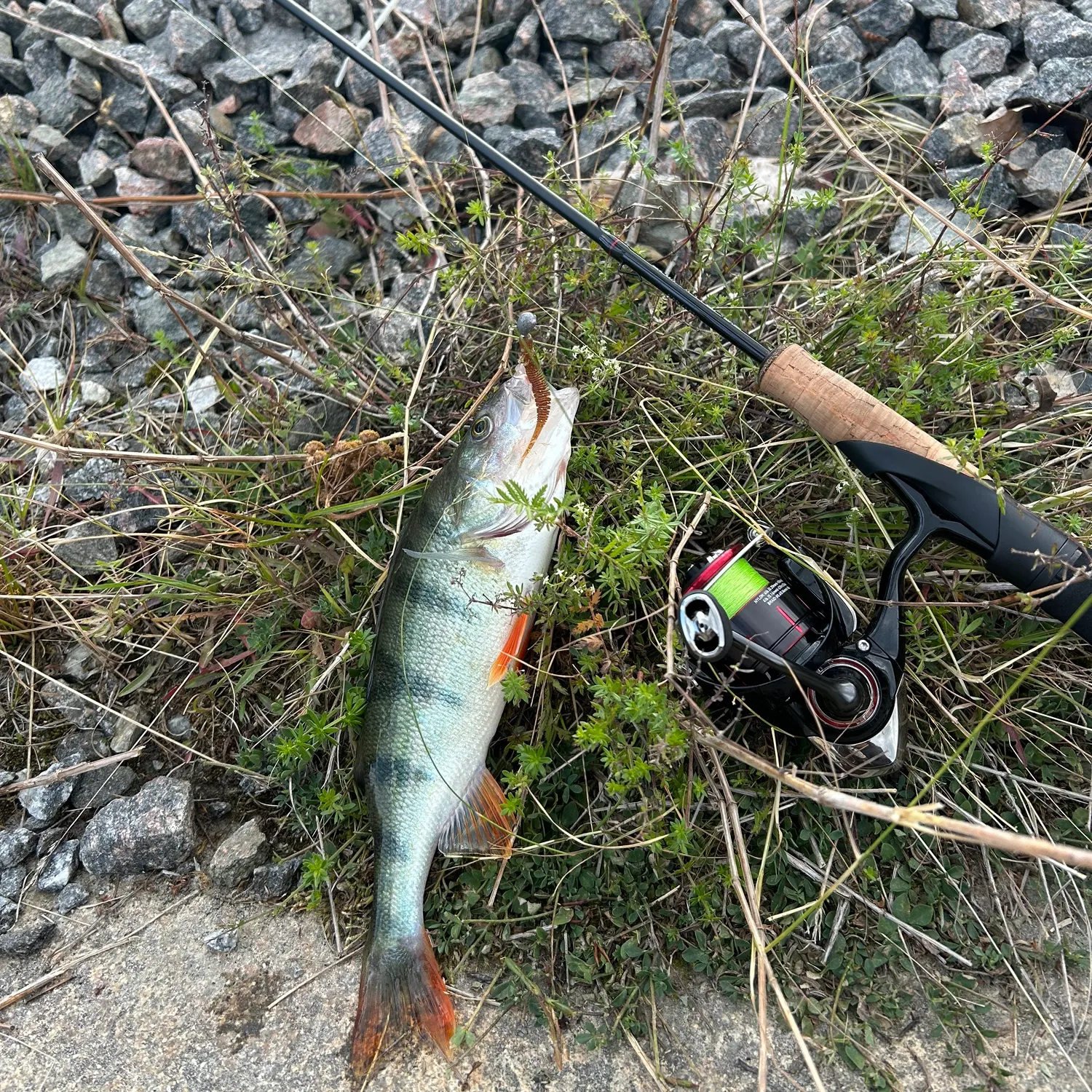 European perch caught on Fishbrain