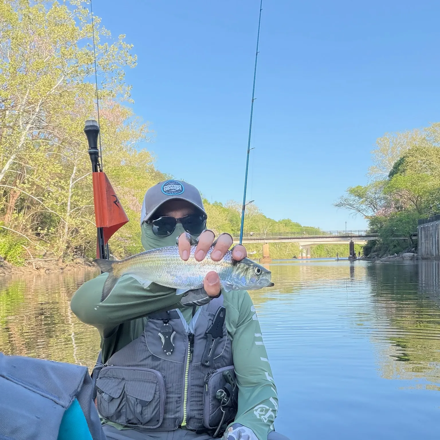 The most recent Hickory shad catches on Fishbrain