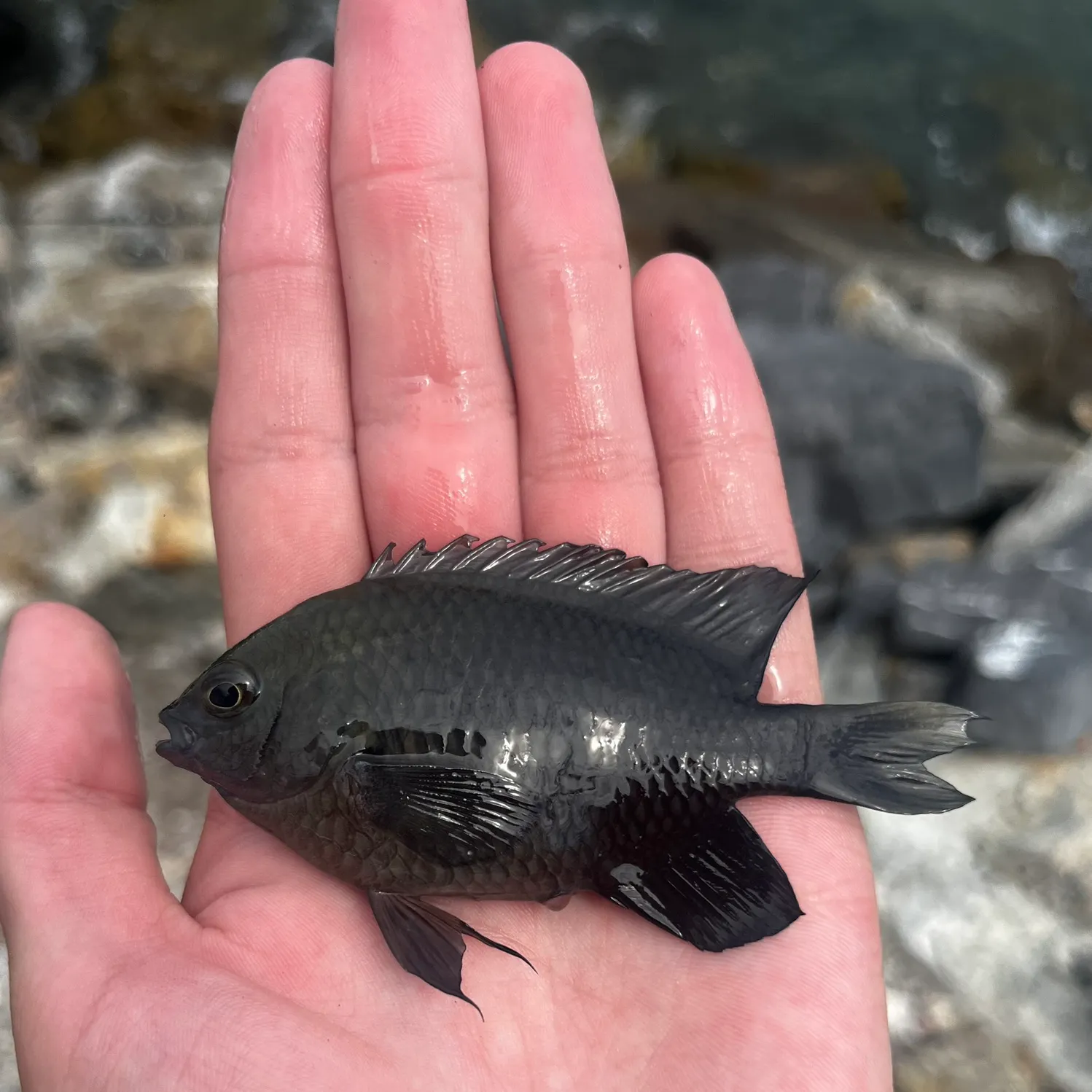 The most recent Smoky damsel catches on Fishbrain