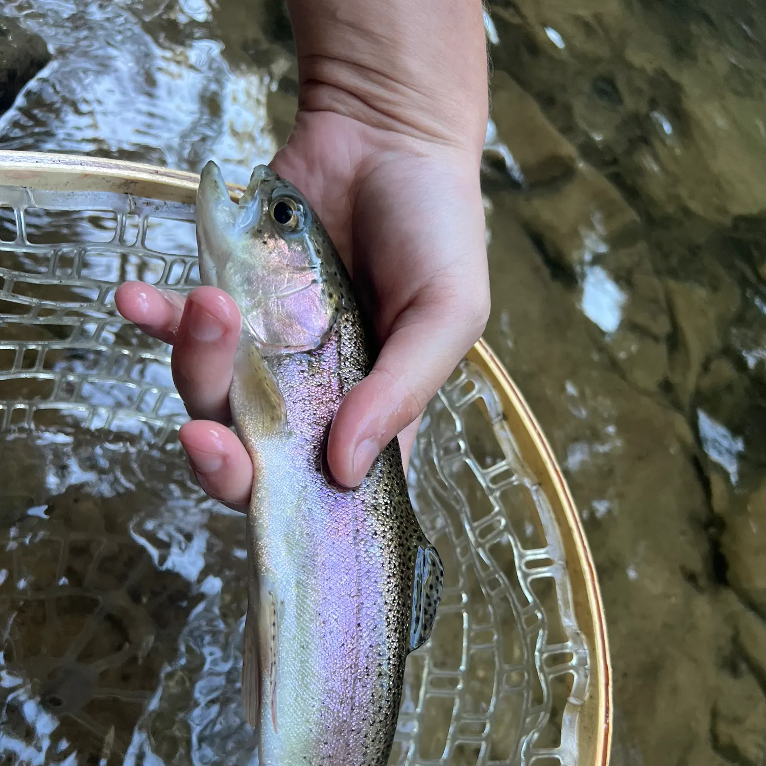 Rainbow trout caught on Fishbrain