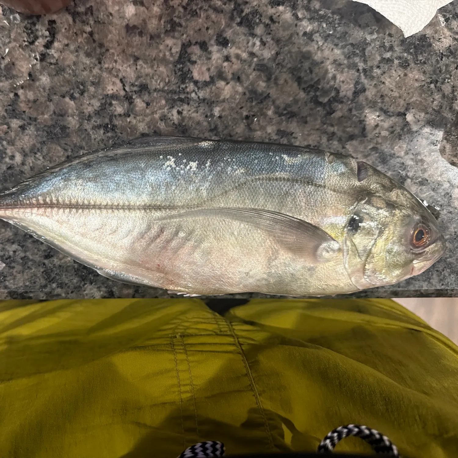 The most recent Blue runner catches on Fishbrain