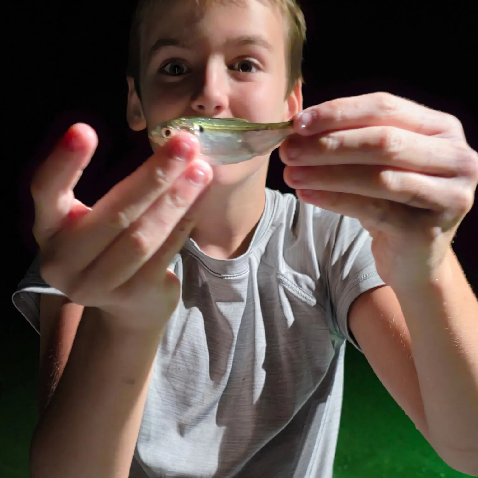 The most recent Dotted gizzard shad catches on Fishbrain