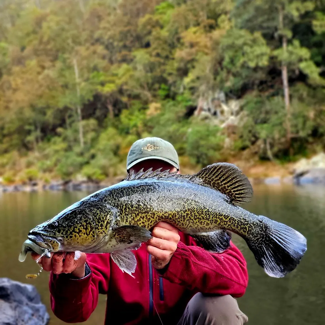 The most recent Clarence River cod catches on Fishbrain