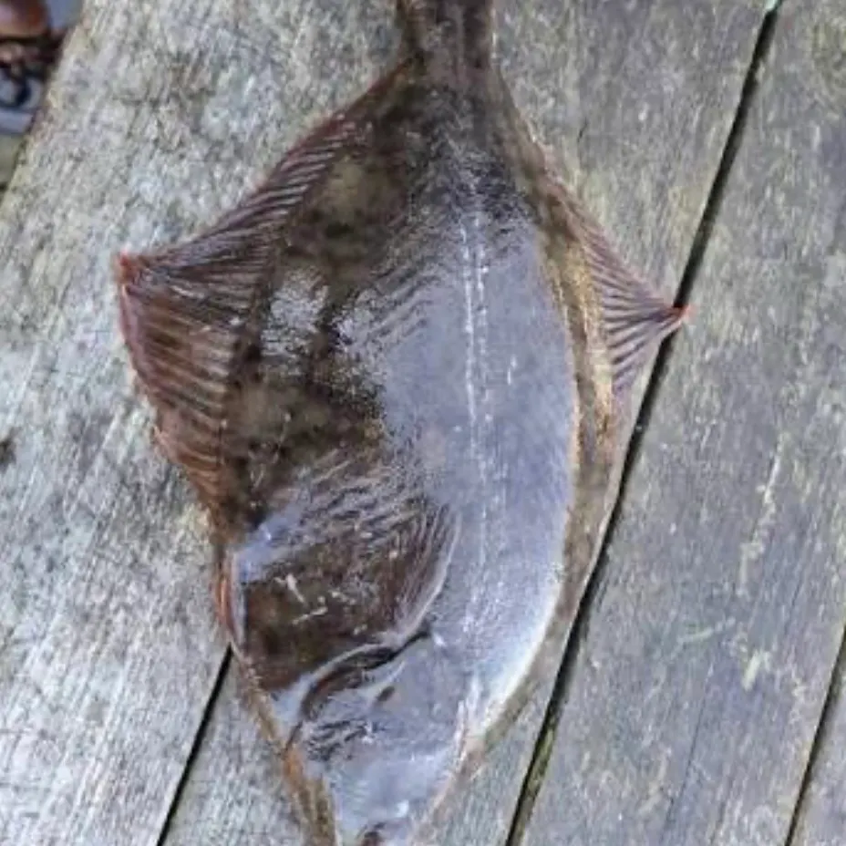 Atlantic halibut caught on Fishbrain