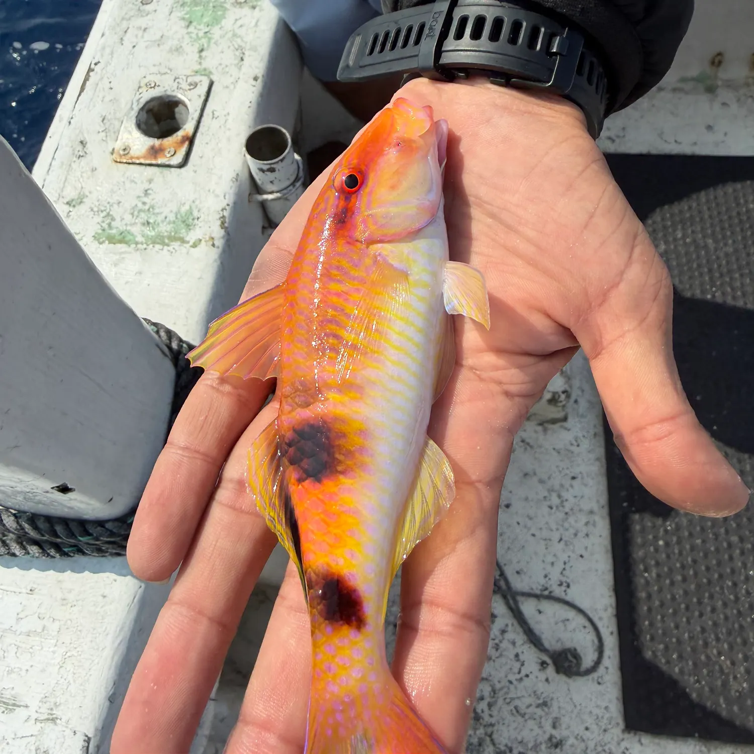 The most recent Manybar goatfish catches on Fishbrain