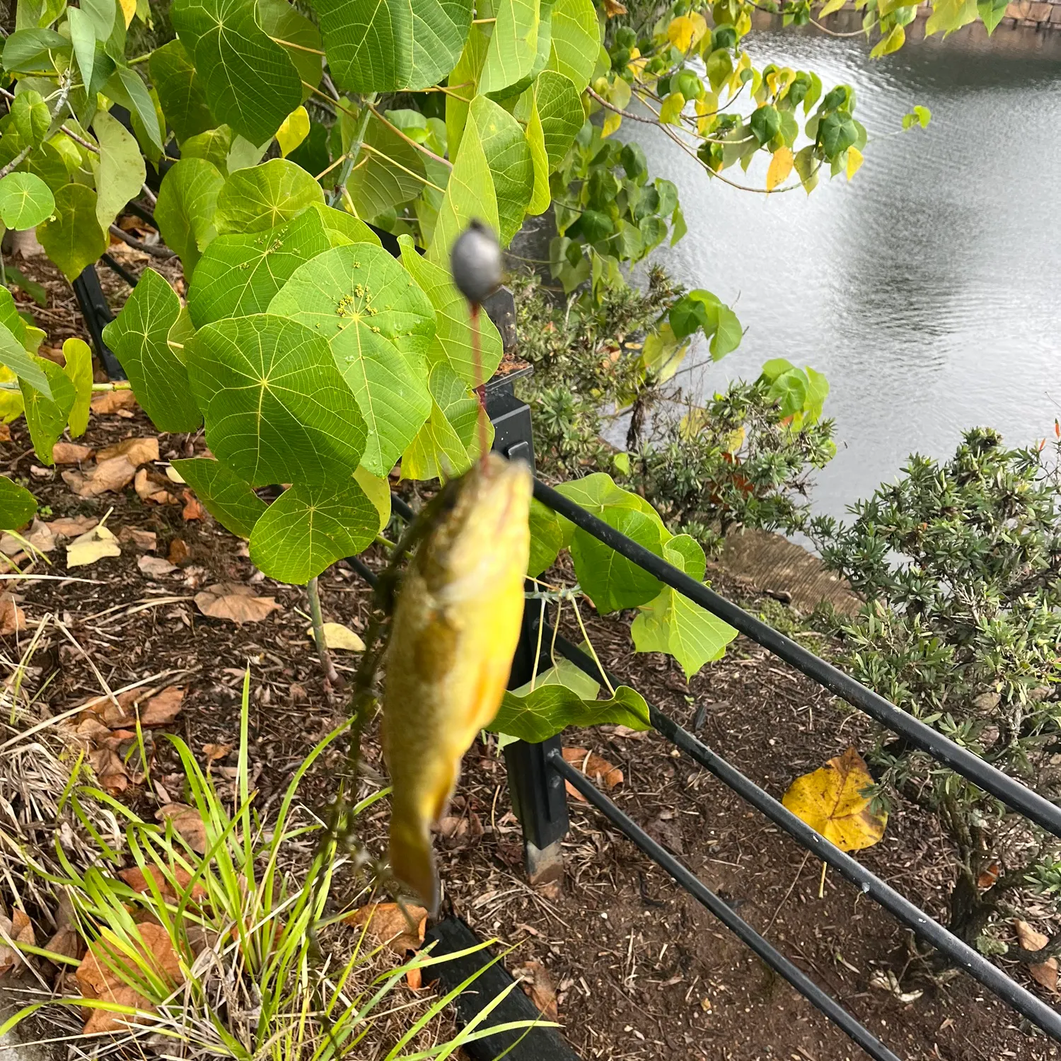 The most recent Spangled perch catches on Fishbrain