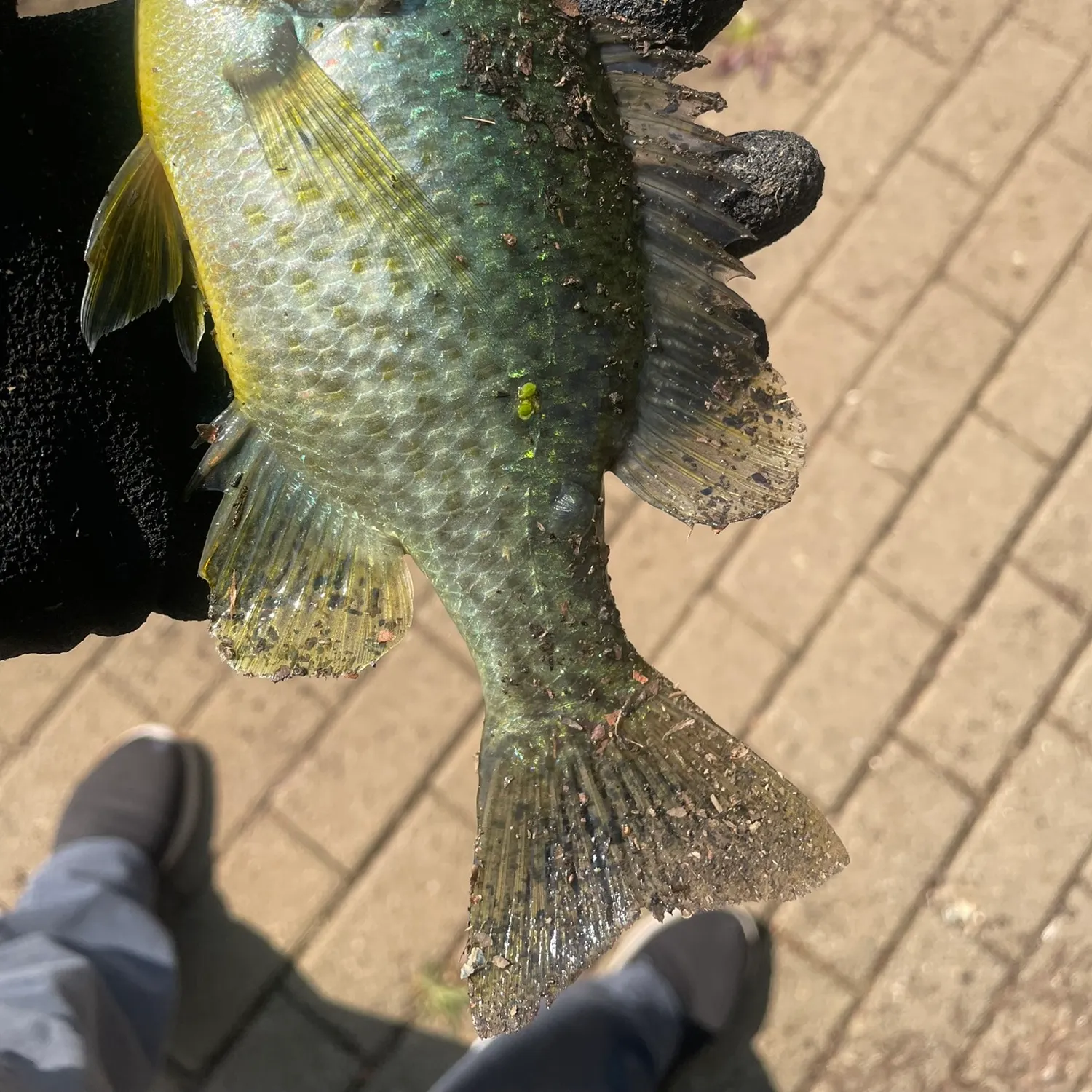 Redear sunfish caught on Fishbrain