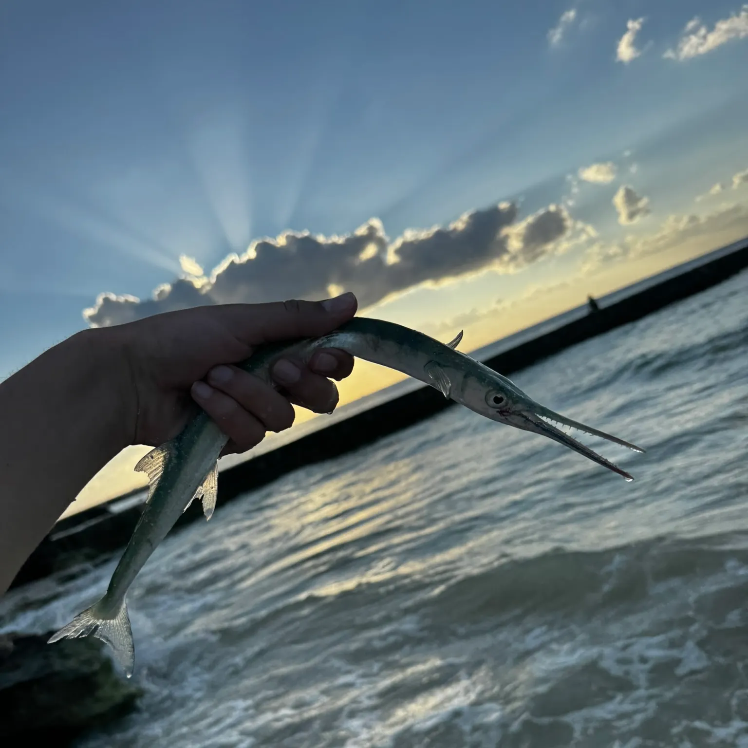 The most recent Atlantic needlefish catches on Fishbrain