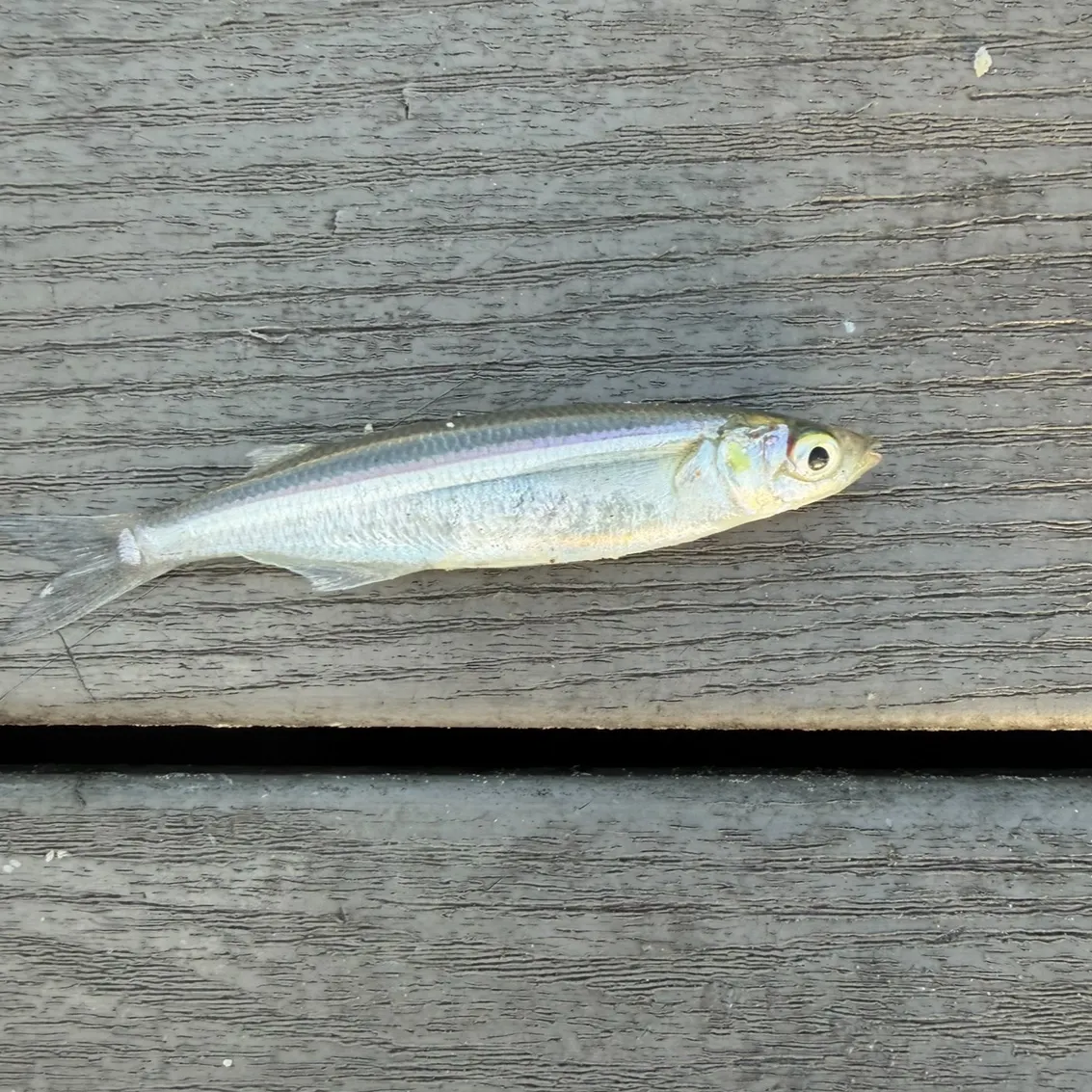 Jack silverside caught on Fishbrain