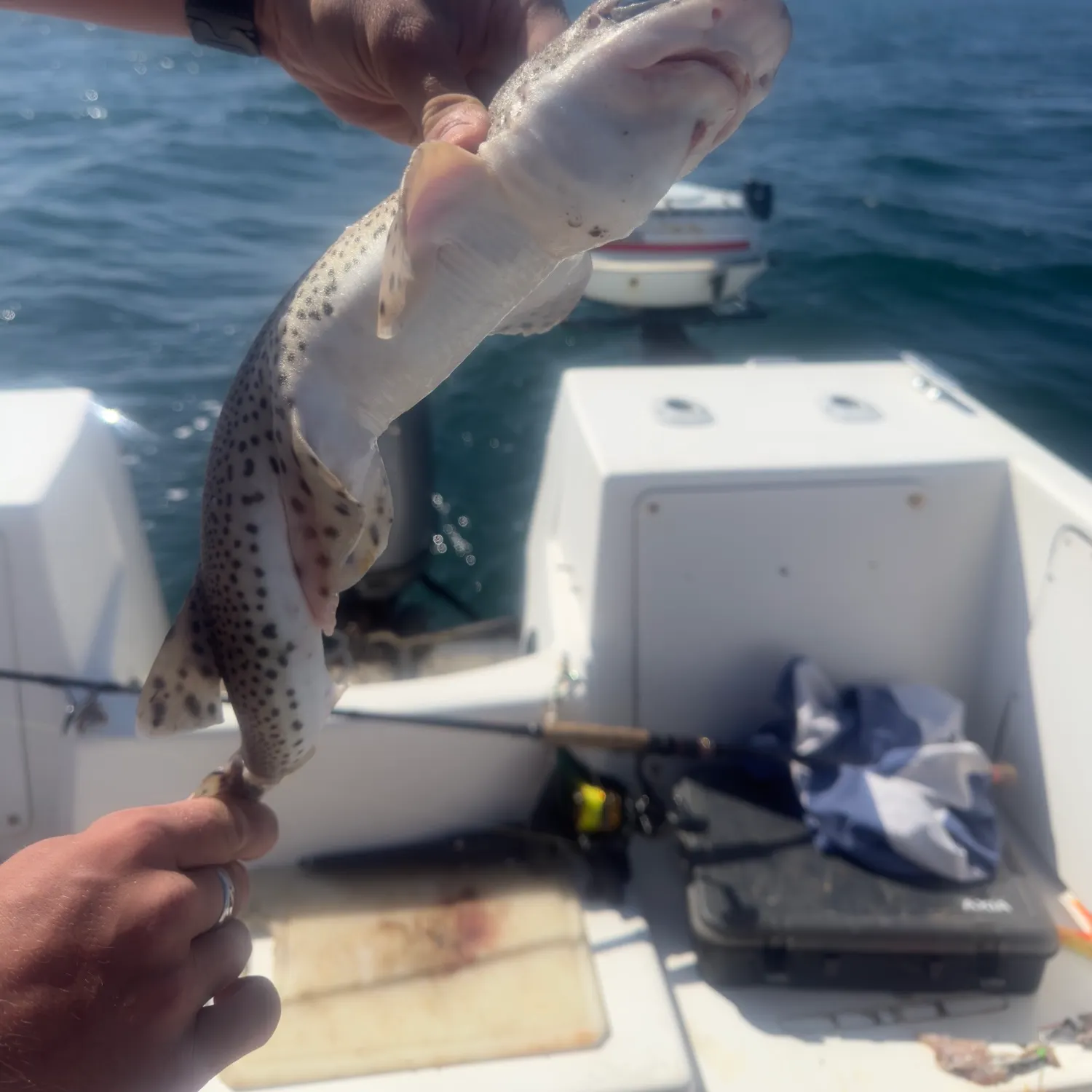 The most recent Lesser spotted dogfish catches on Fishbrain
