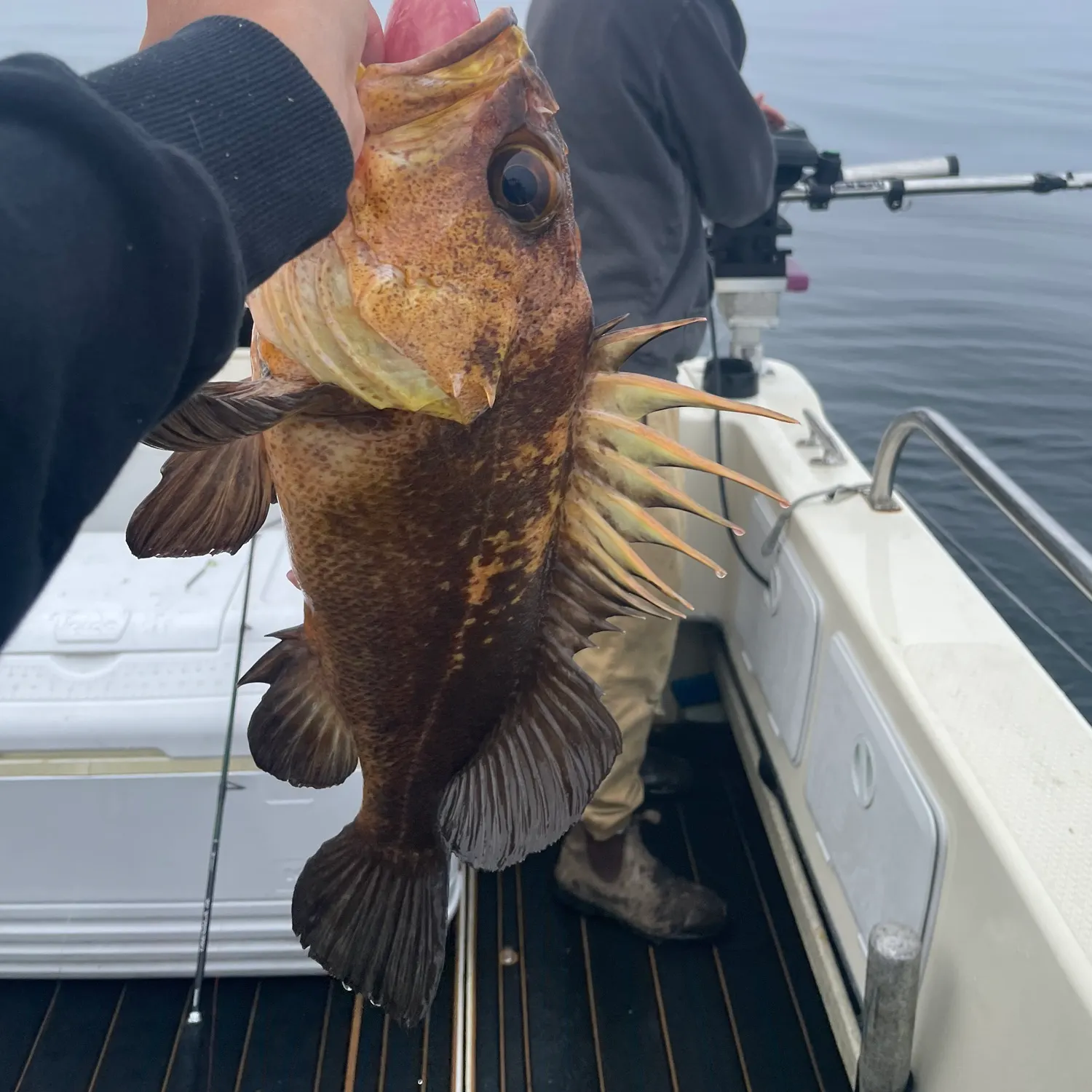 Quillback rockfish caught on Fishbrain