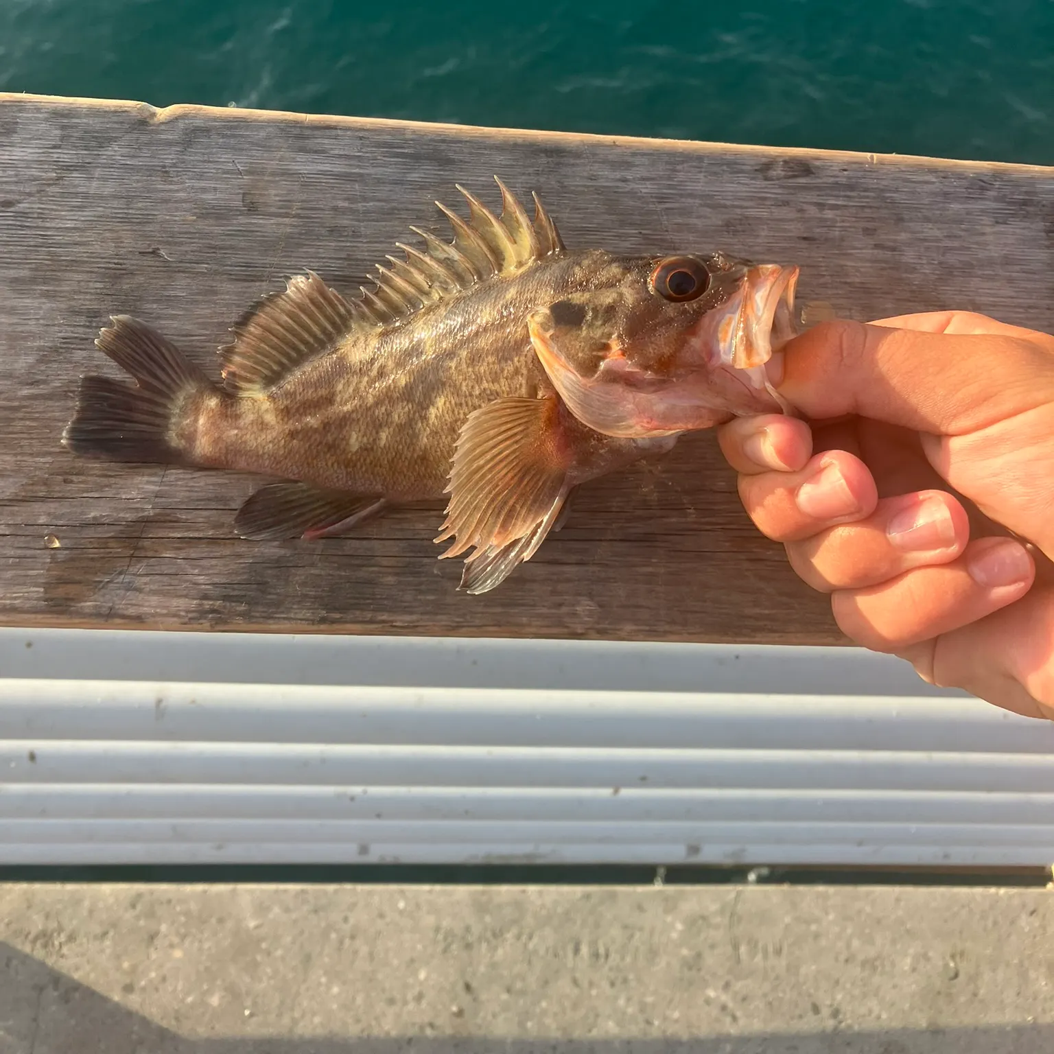 Black rockfish caught on Fishbrain
