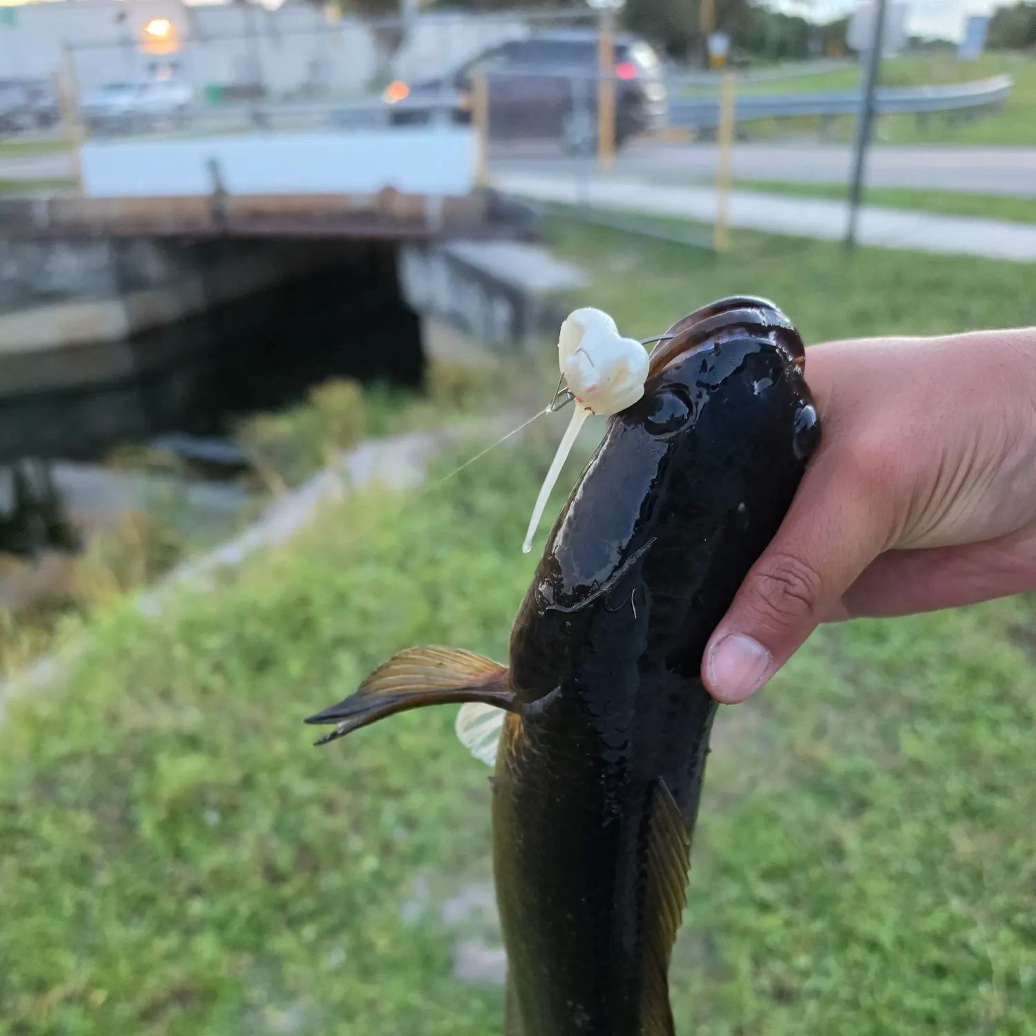 The most recent Bullseye snakehead catches on Fishbrain
