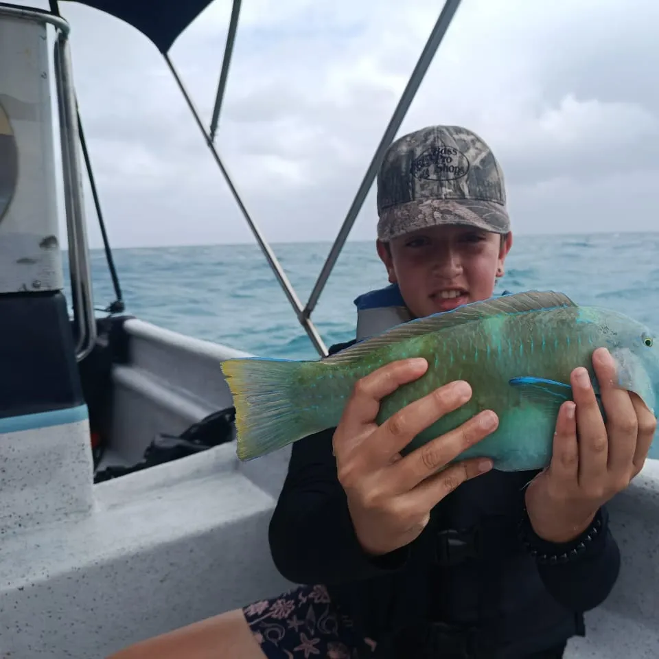 The most recent Common parrotfish catches on Fishbrain