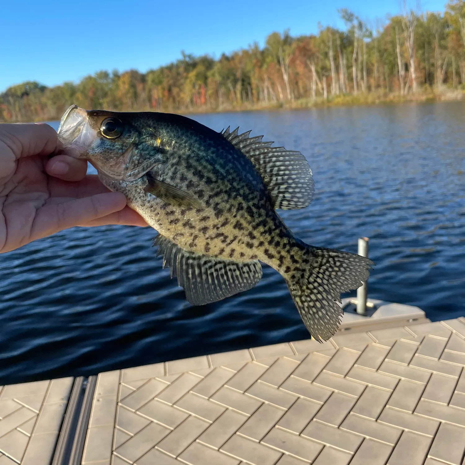 Black crappie caught on Fishbrain