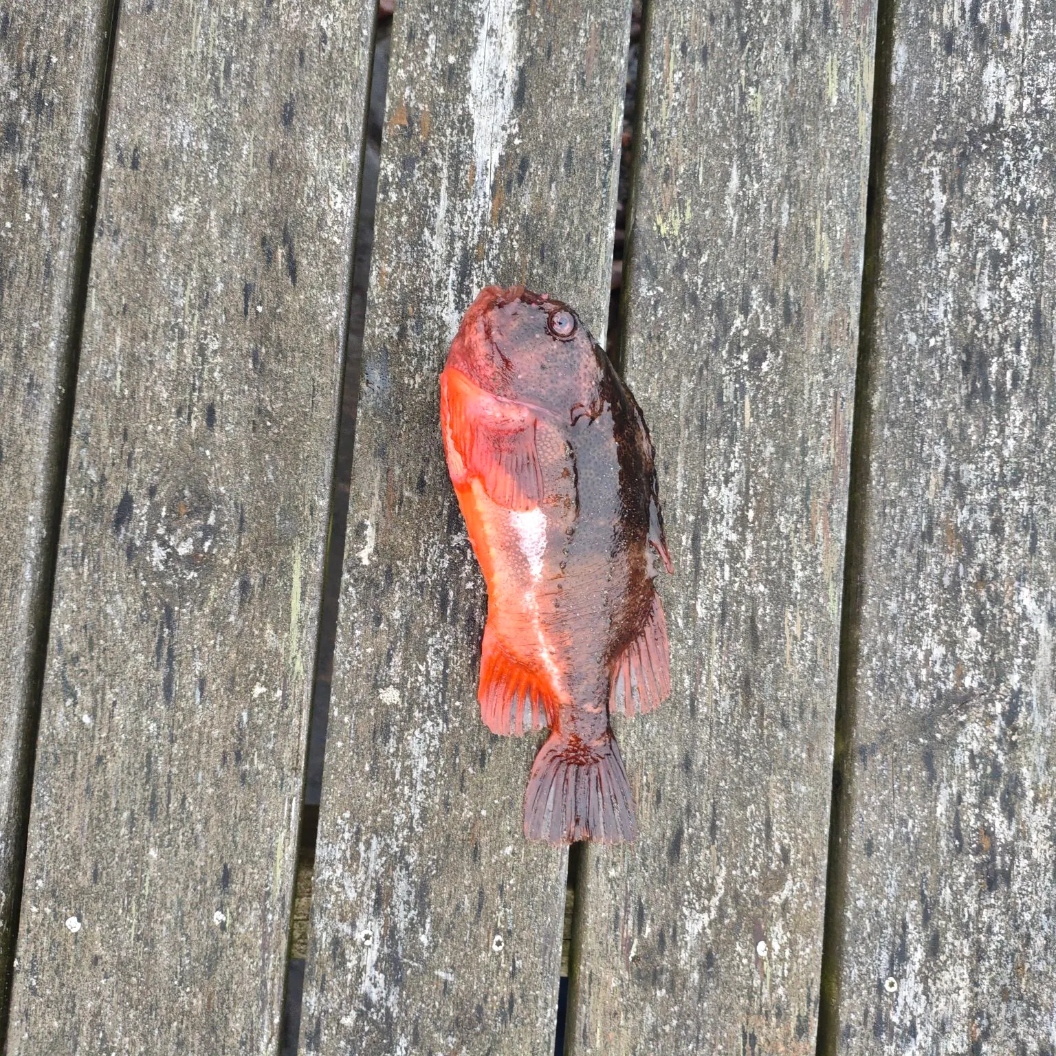 The most recent Lumpsucker catches on Fishbrain