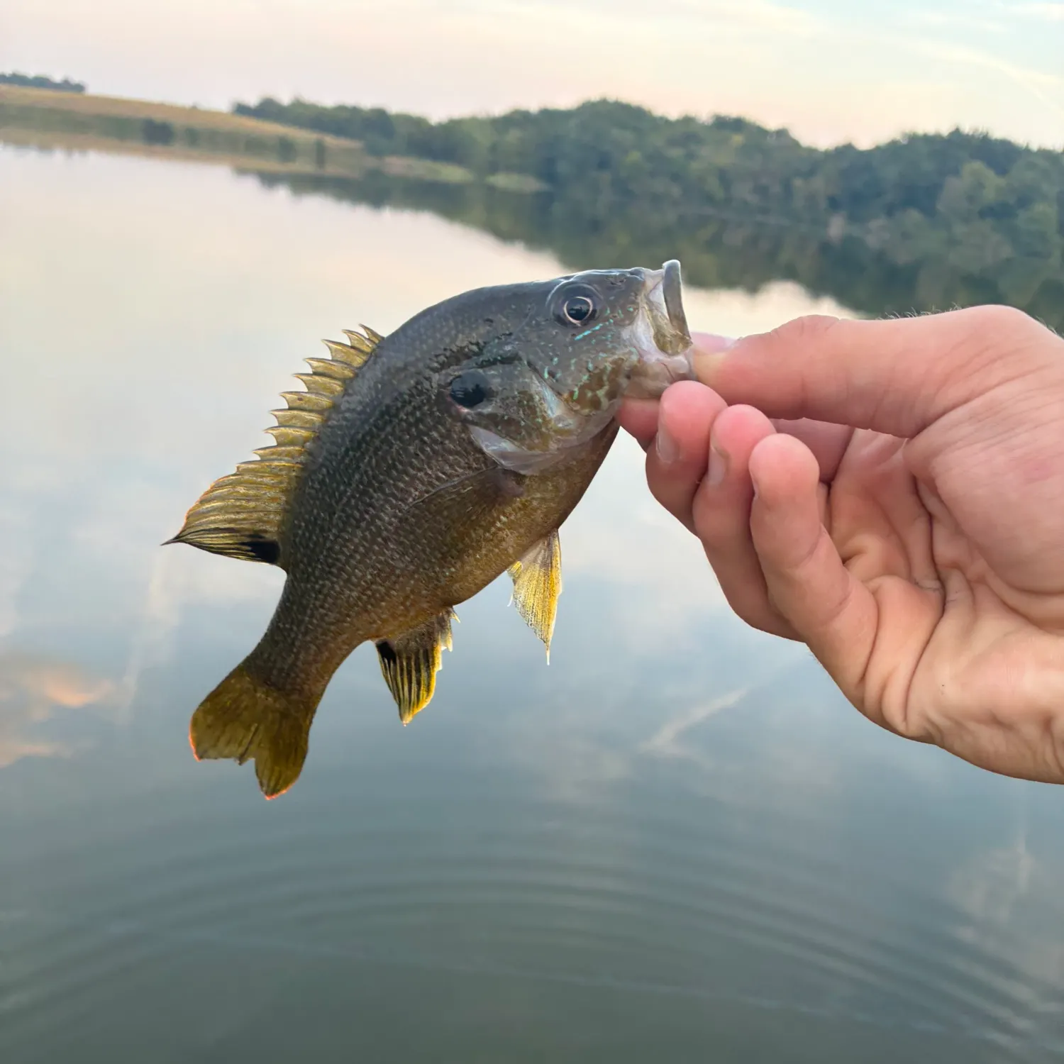 Green sunfish caught on Fishbrain