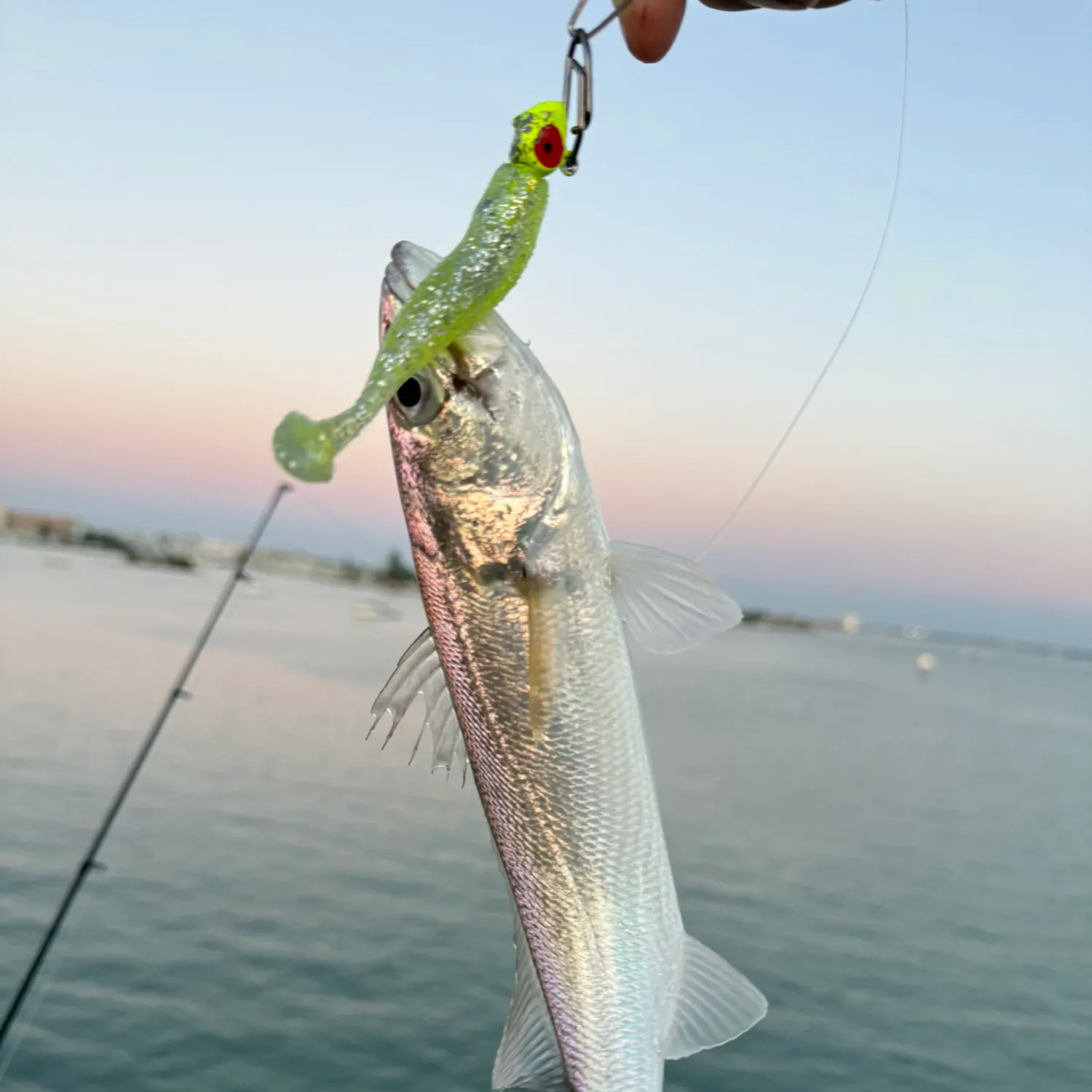 The most recent Sand seatrout catches on Fishbrain