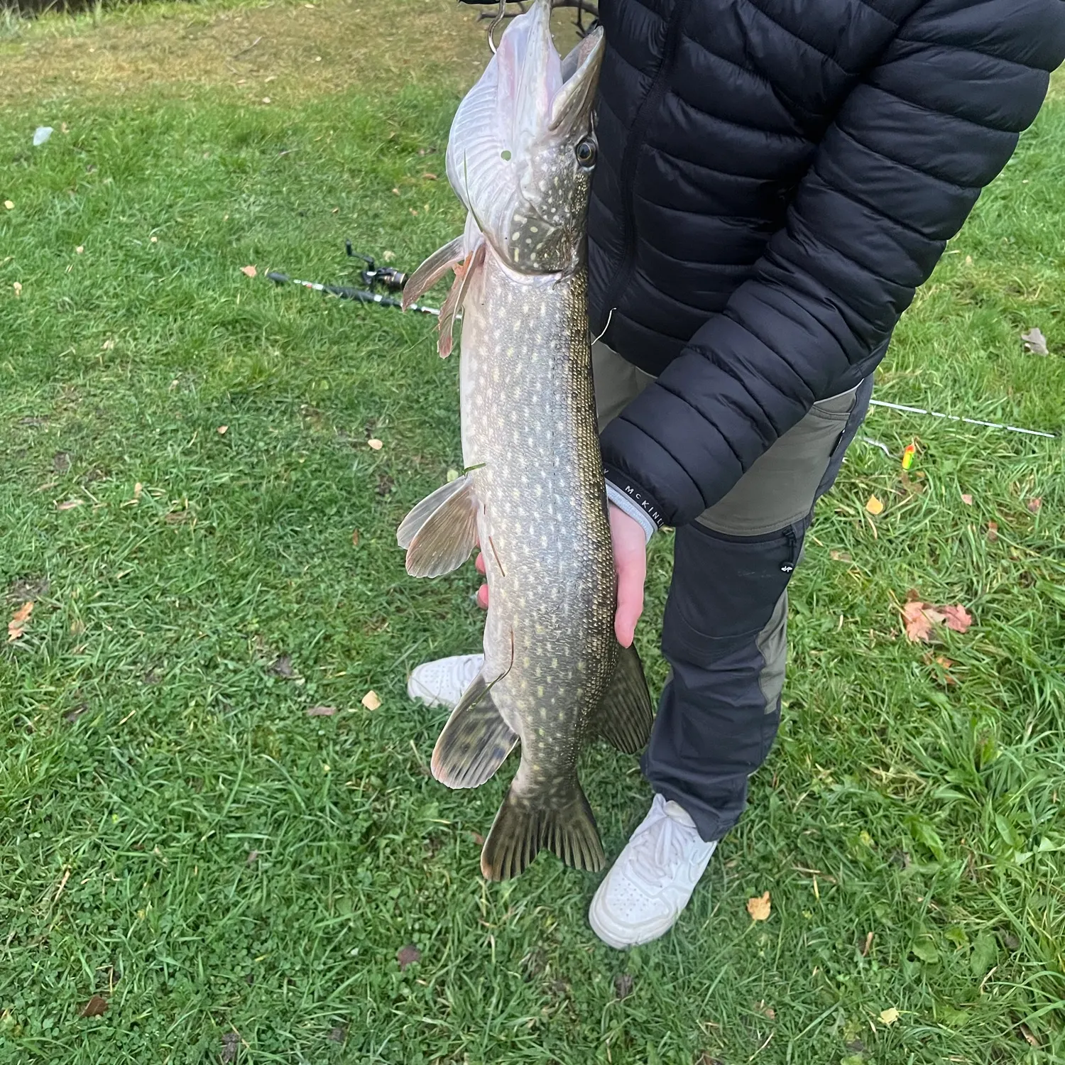 Northern pike caught on Fishbrain