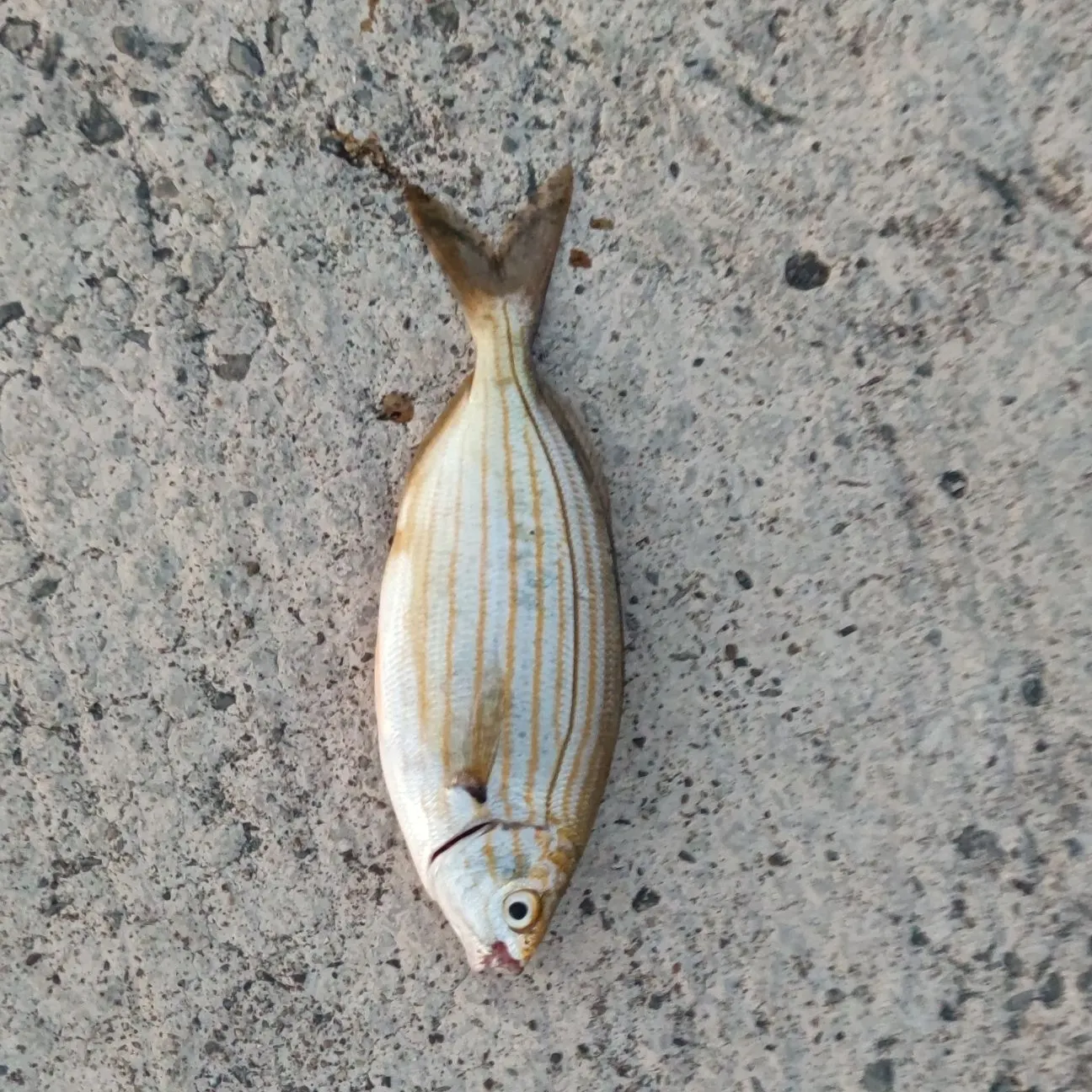 The most recent Salema porgy catches on Fishbrain