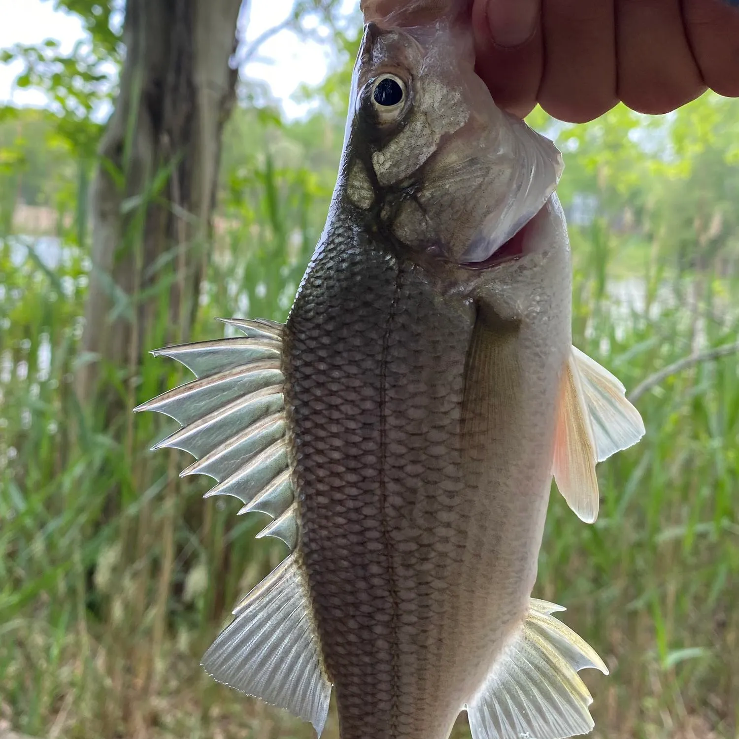 White perch caught on Fishbrain