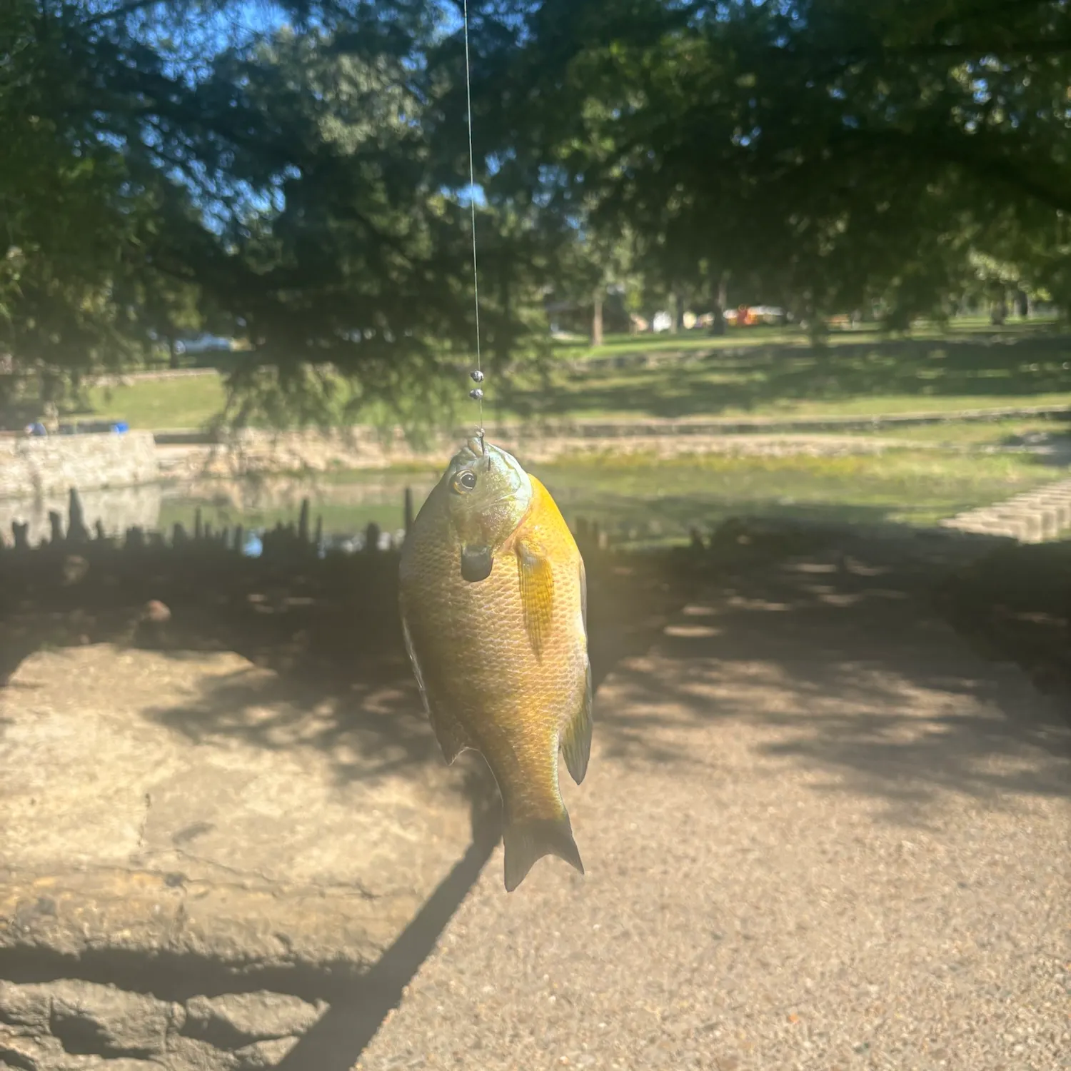 Bluegill caught on Fishbrain