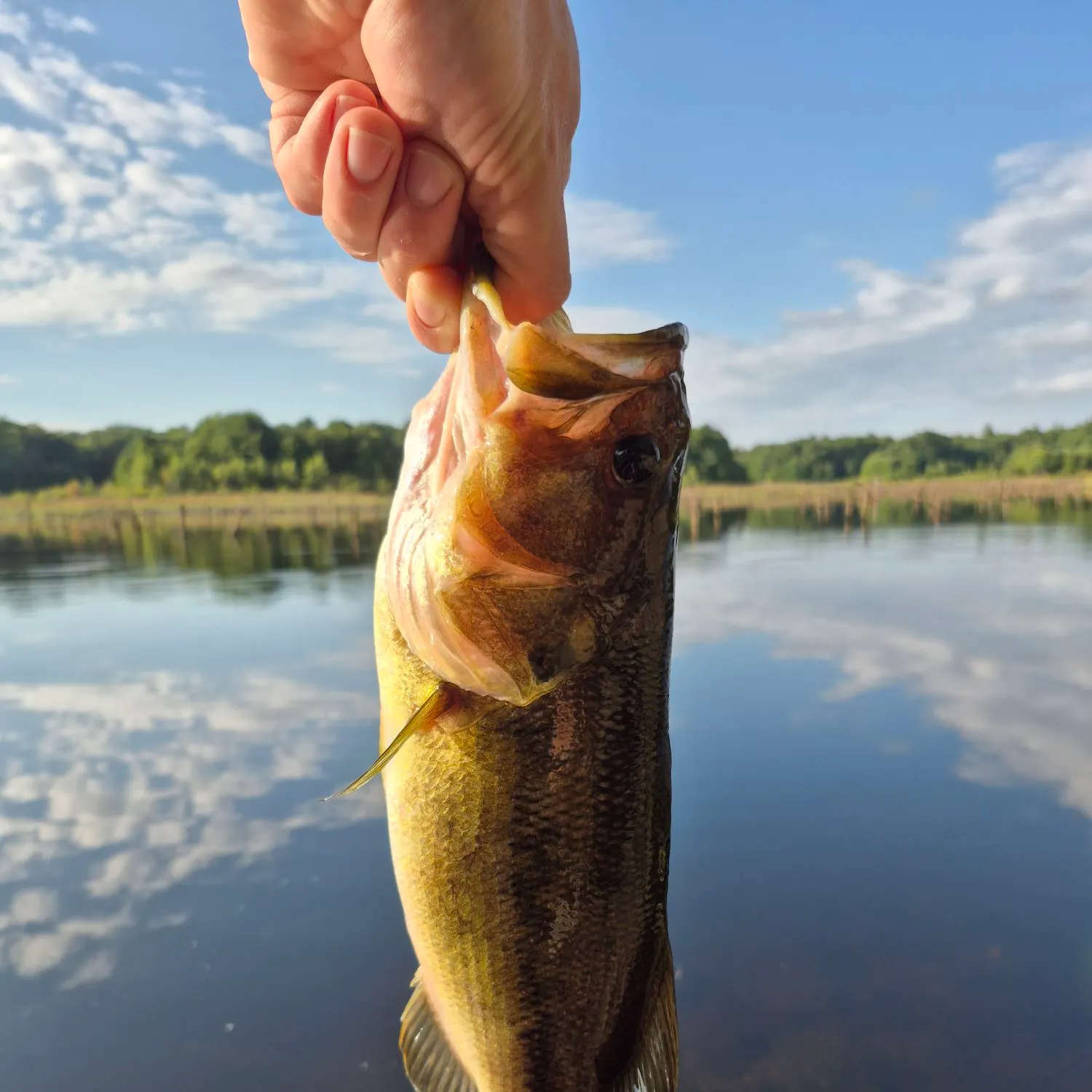 Largemouth bass caught on Fishbrain