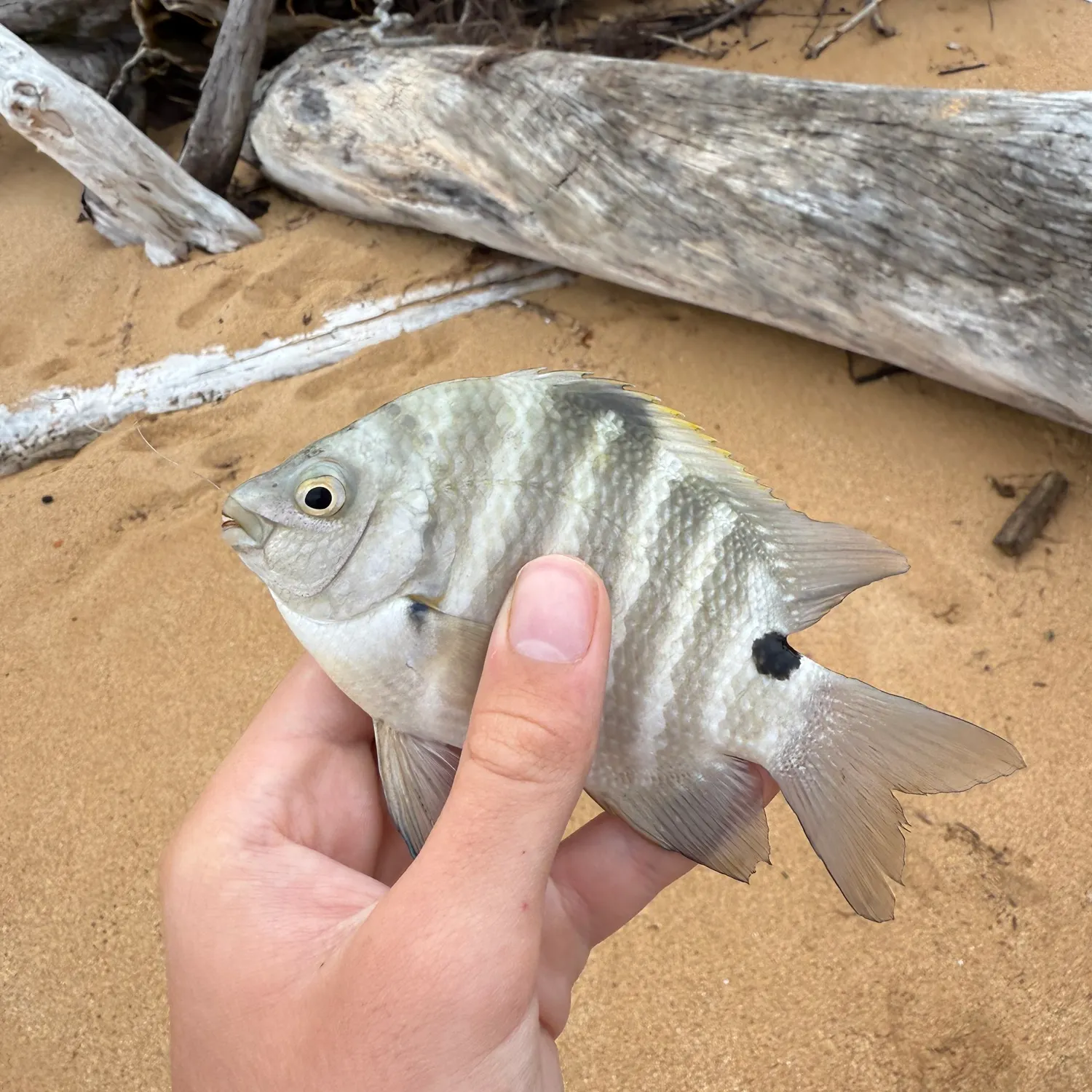 The most recent Blackspot sergeant catches on Fishbrain