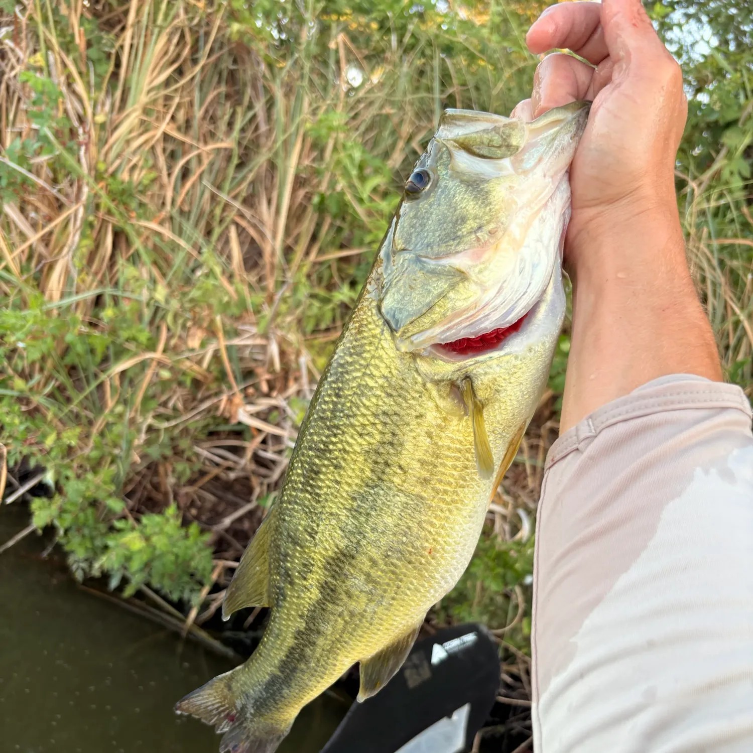 Largemouth bass caught on Fishbrain