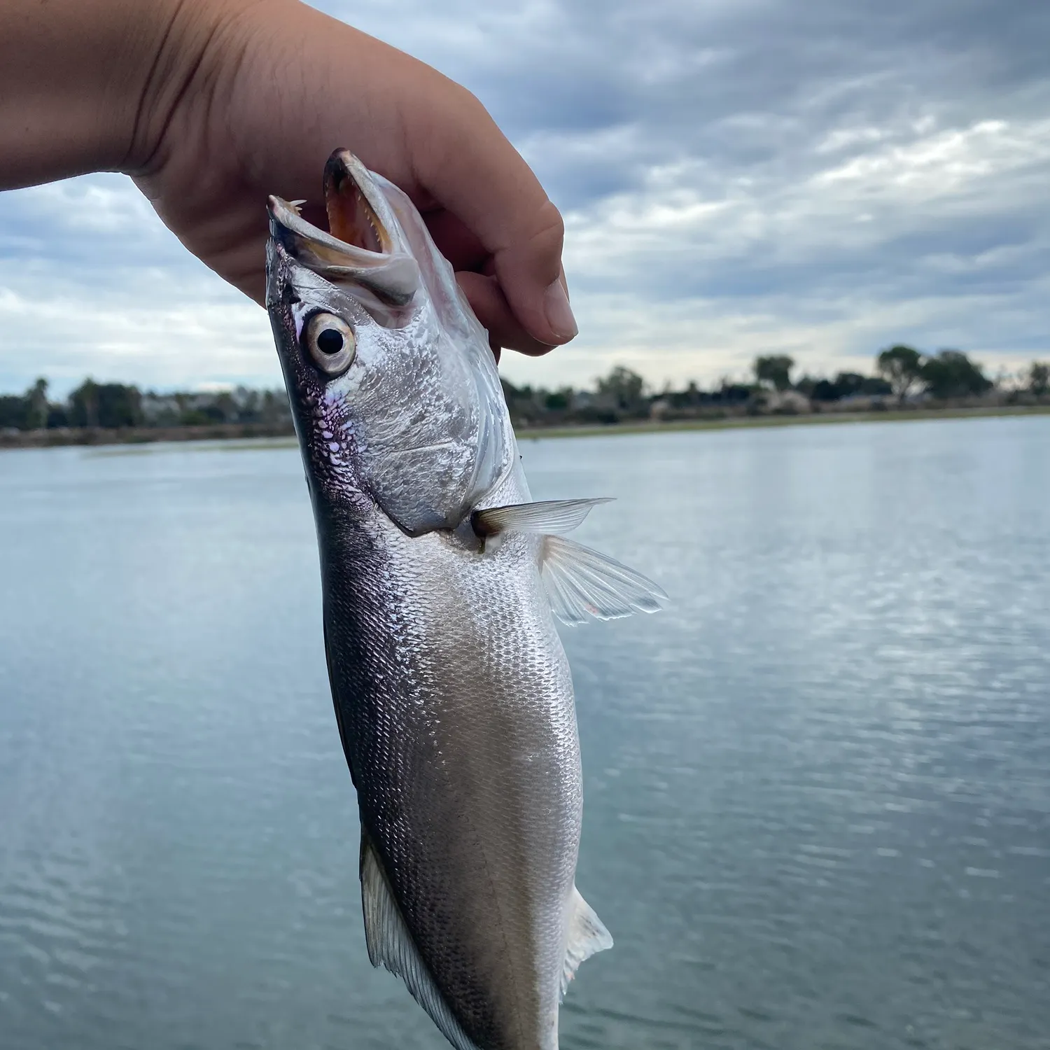 Shortfin corvina caught on Fishbrain