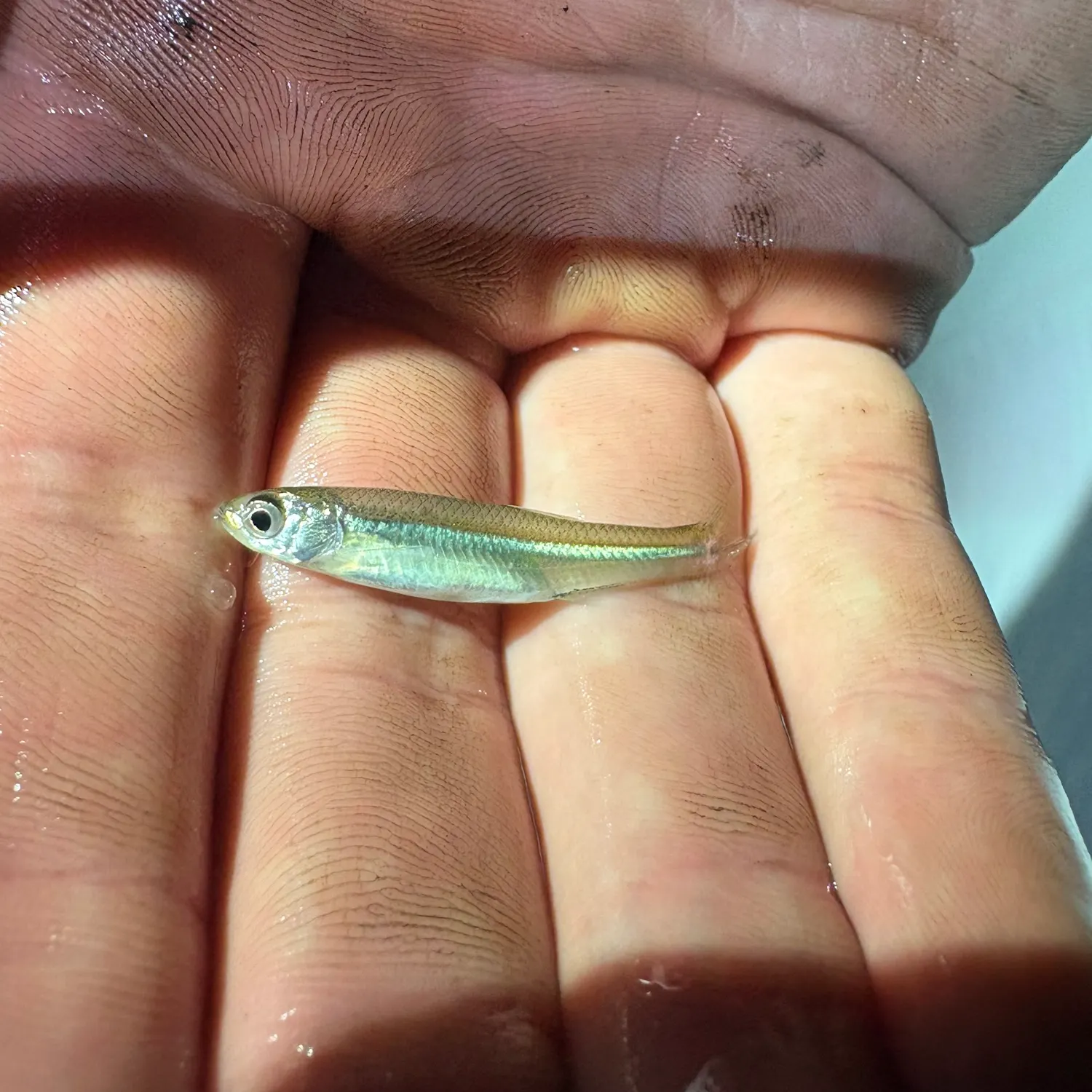 Emerald shiner caught on Fishbrain