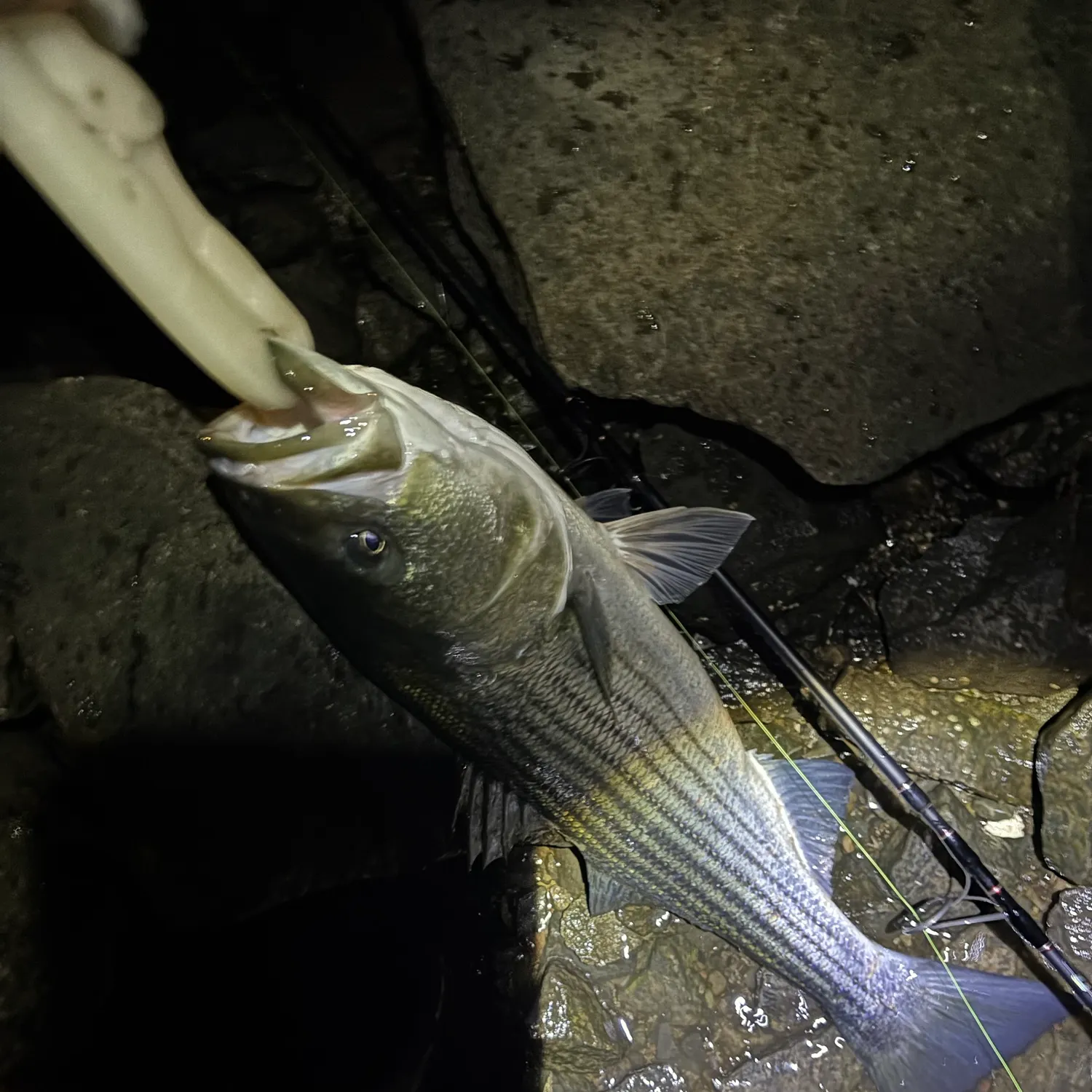 Striped bass caught on Fishbrain