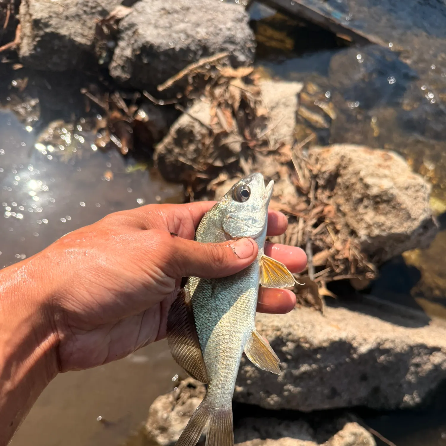 Freshwater drum caught on Fishbrain
