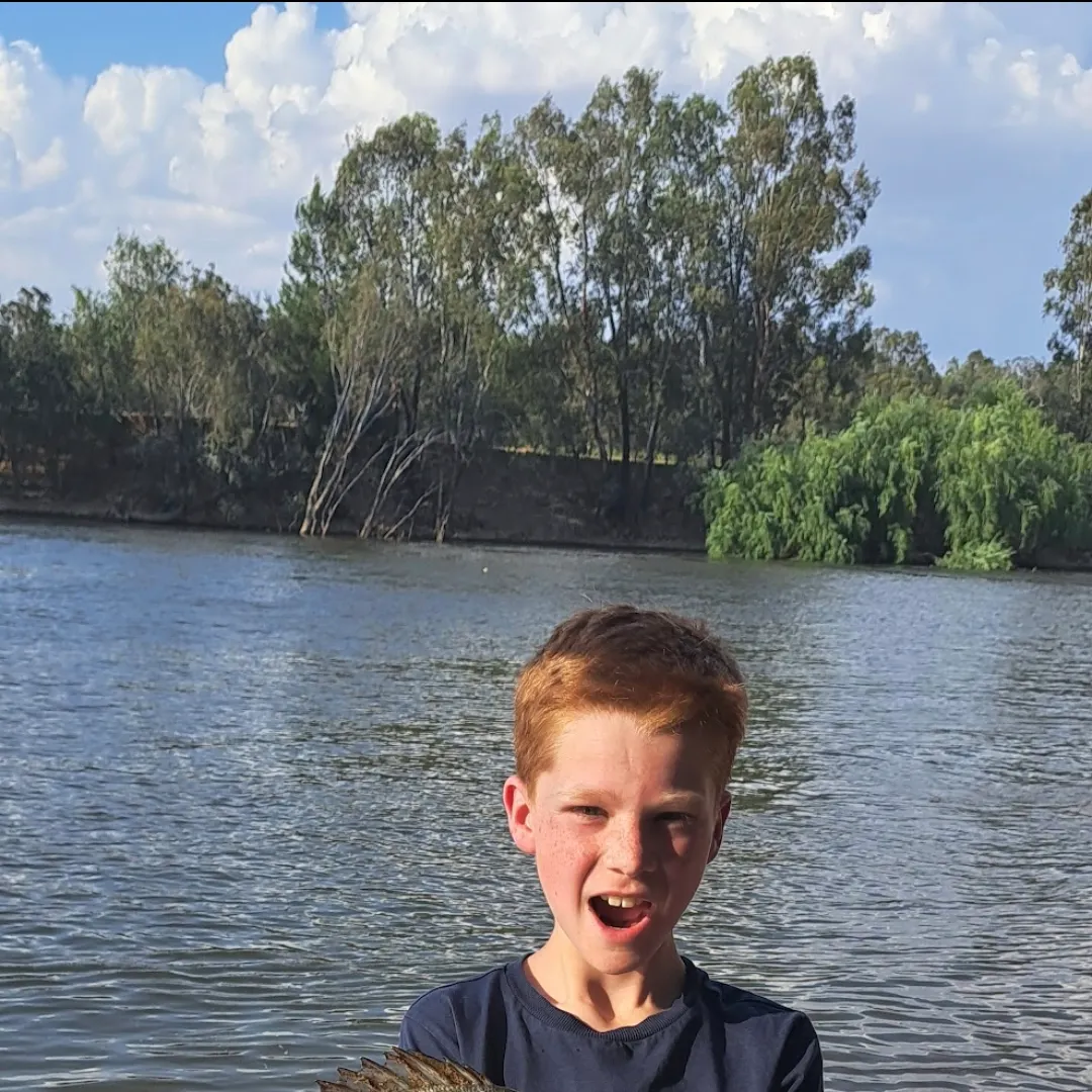 The most recent Macquarie perch catches on Fishbrain
