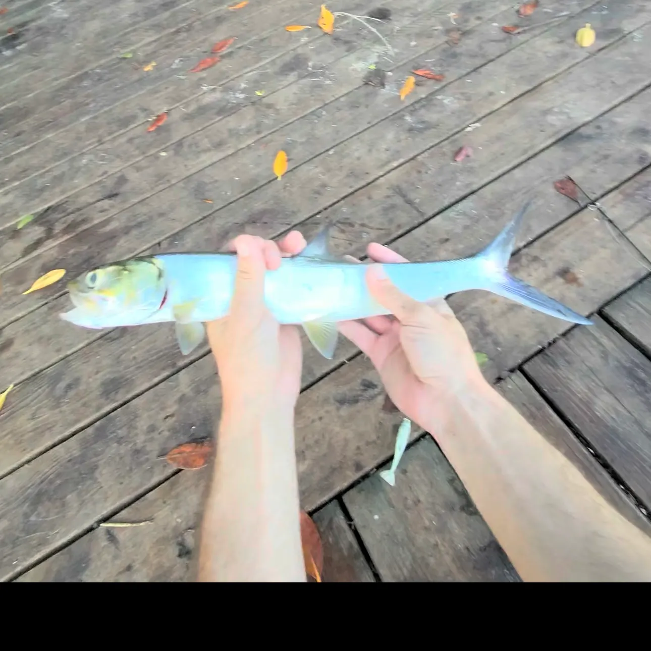 Ladyfish caught on Fishbrain