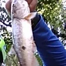 Creek chub caught on Fishbrain