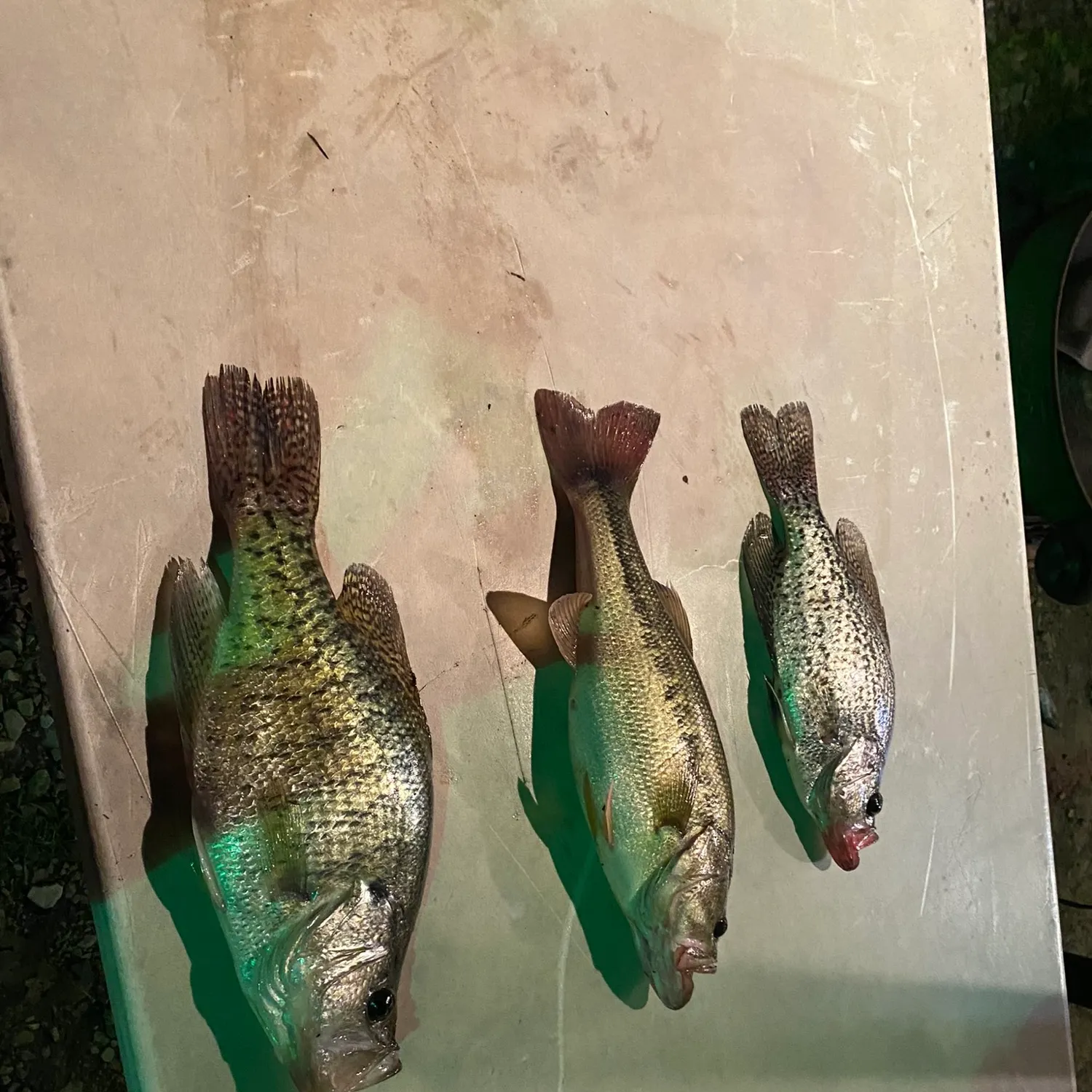 recently logged catches