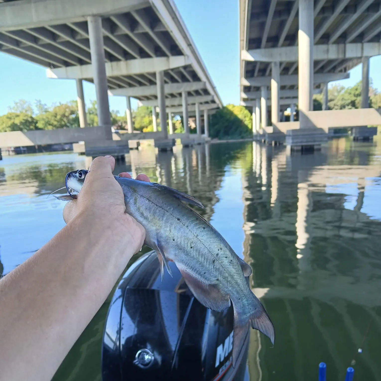 Channel catfish caught on Fishbrain