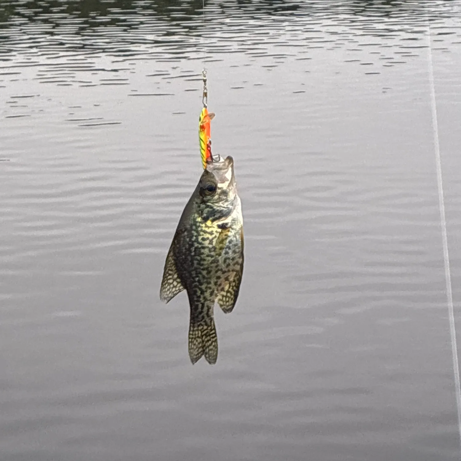 Black crappie caught on Fishbrain