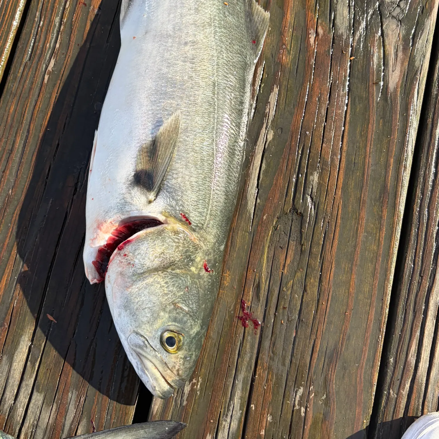 Bluefish caught on Fishbrain