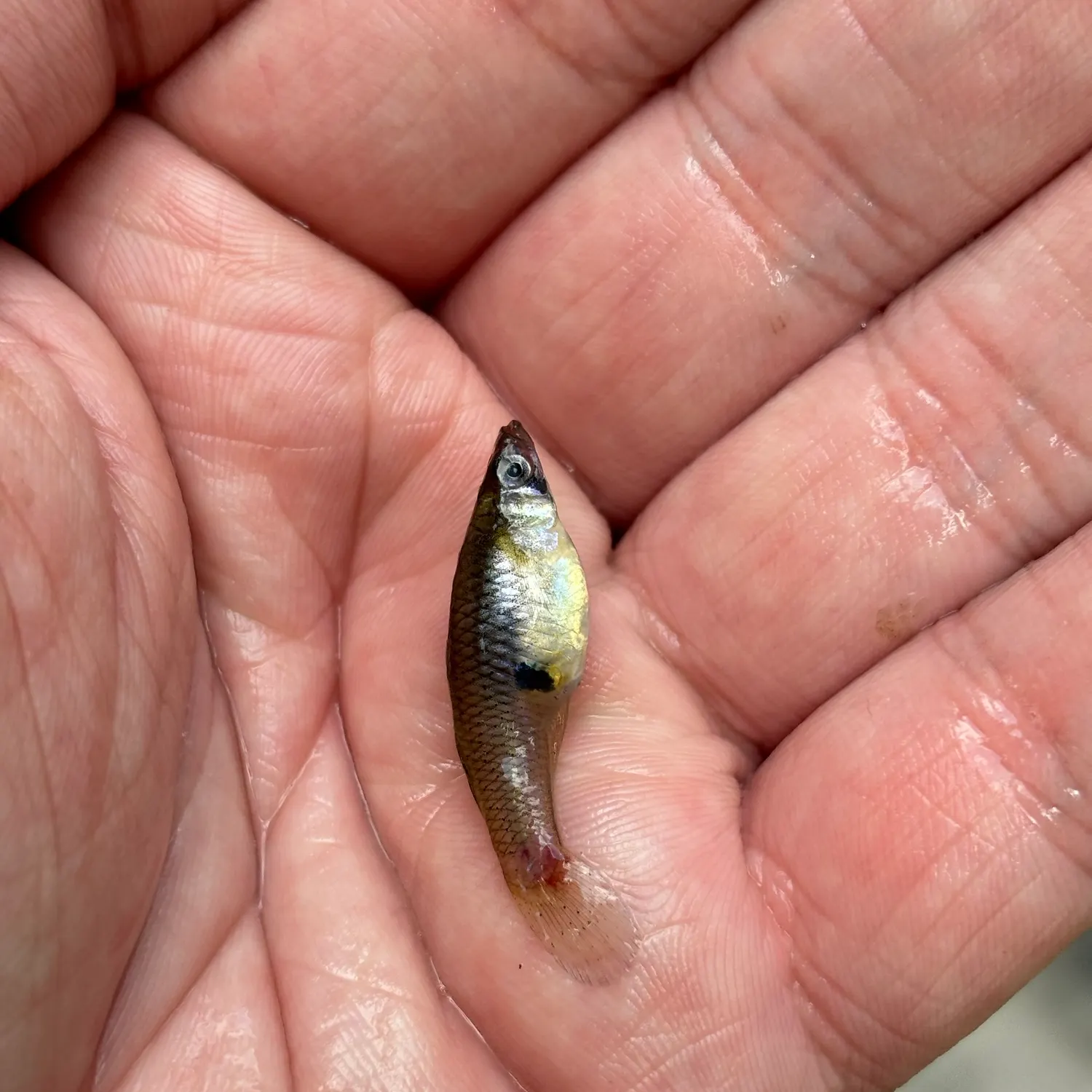 The most recent Western mosquitofish catches on Fishbrain