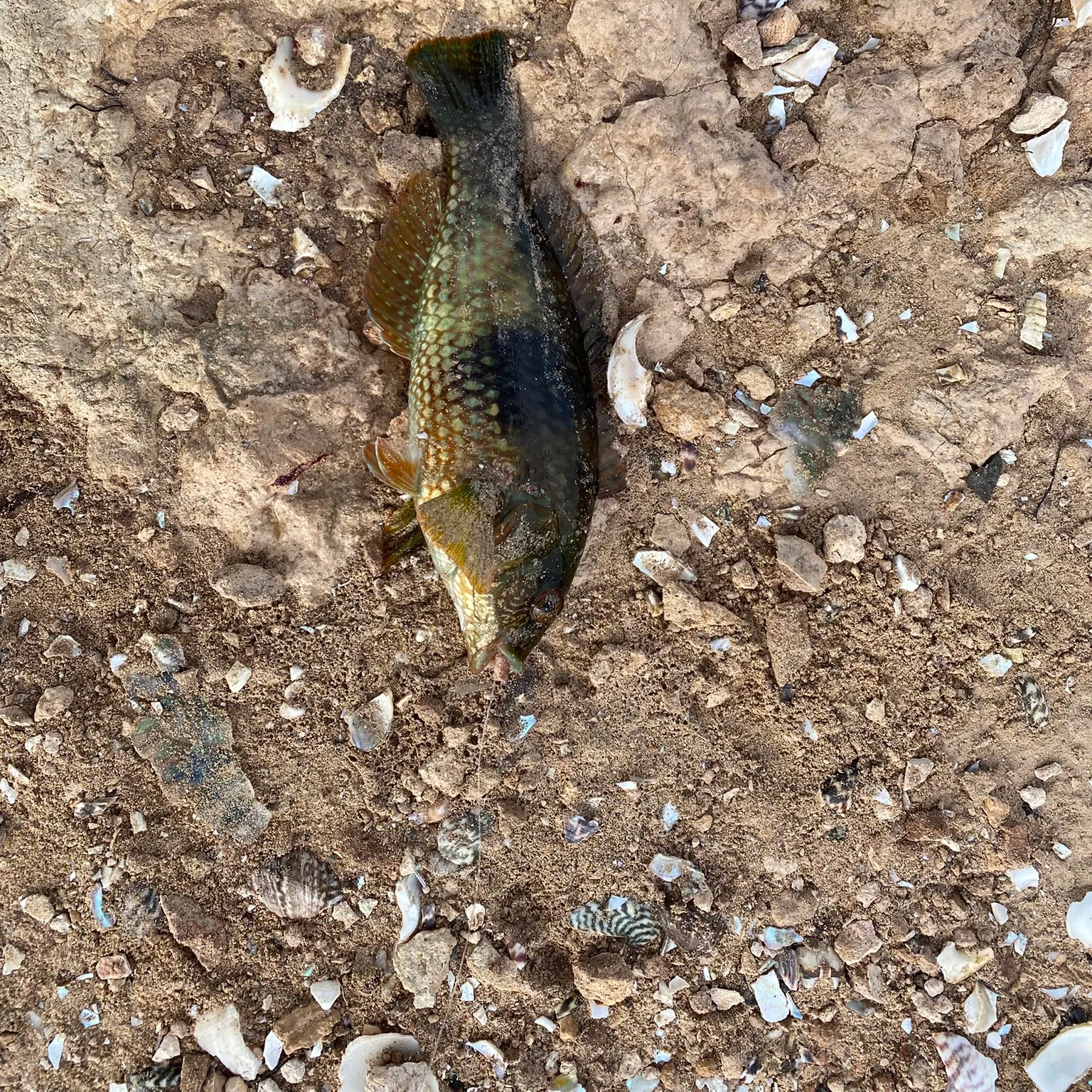 The most recent Blue-throated wrasse catches on Fishbrain