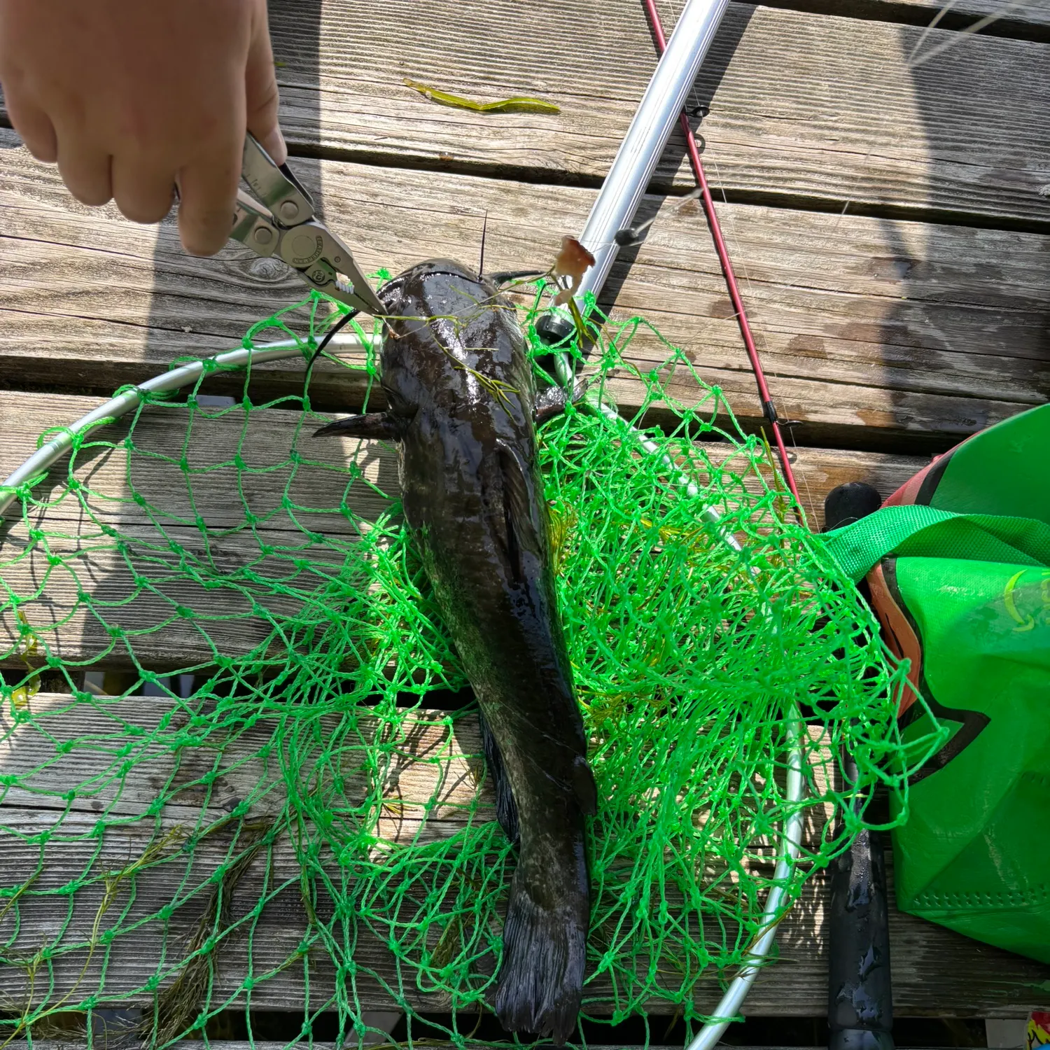 recently logged catches