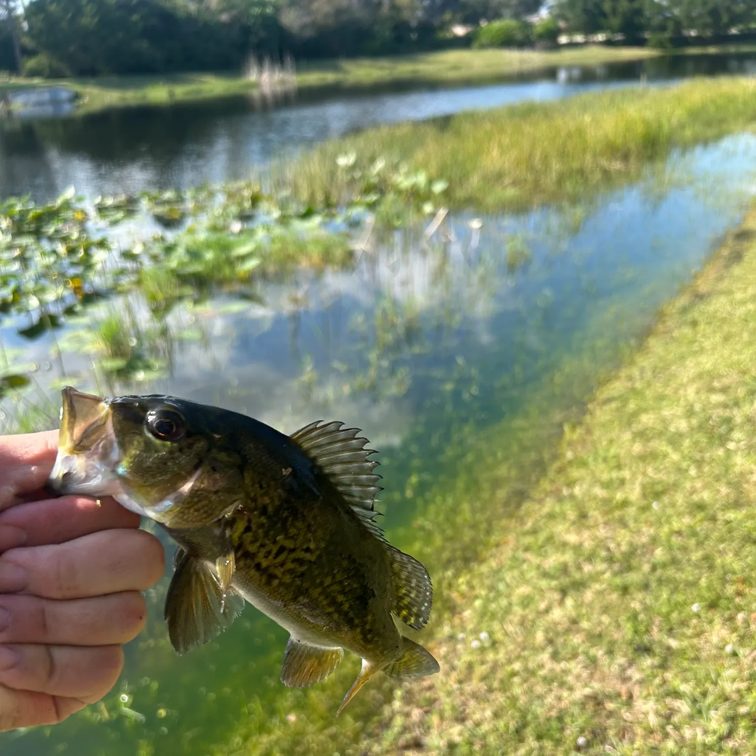 The most recent Speckled peacock bass catches on Fishbrain