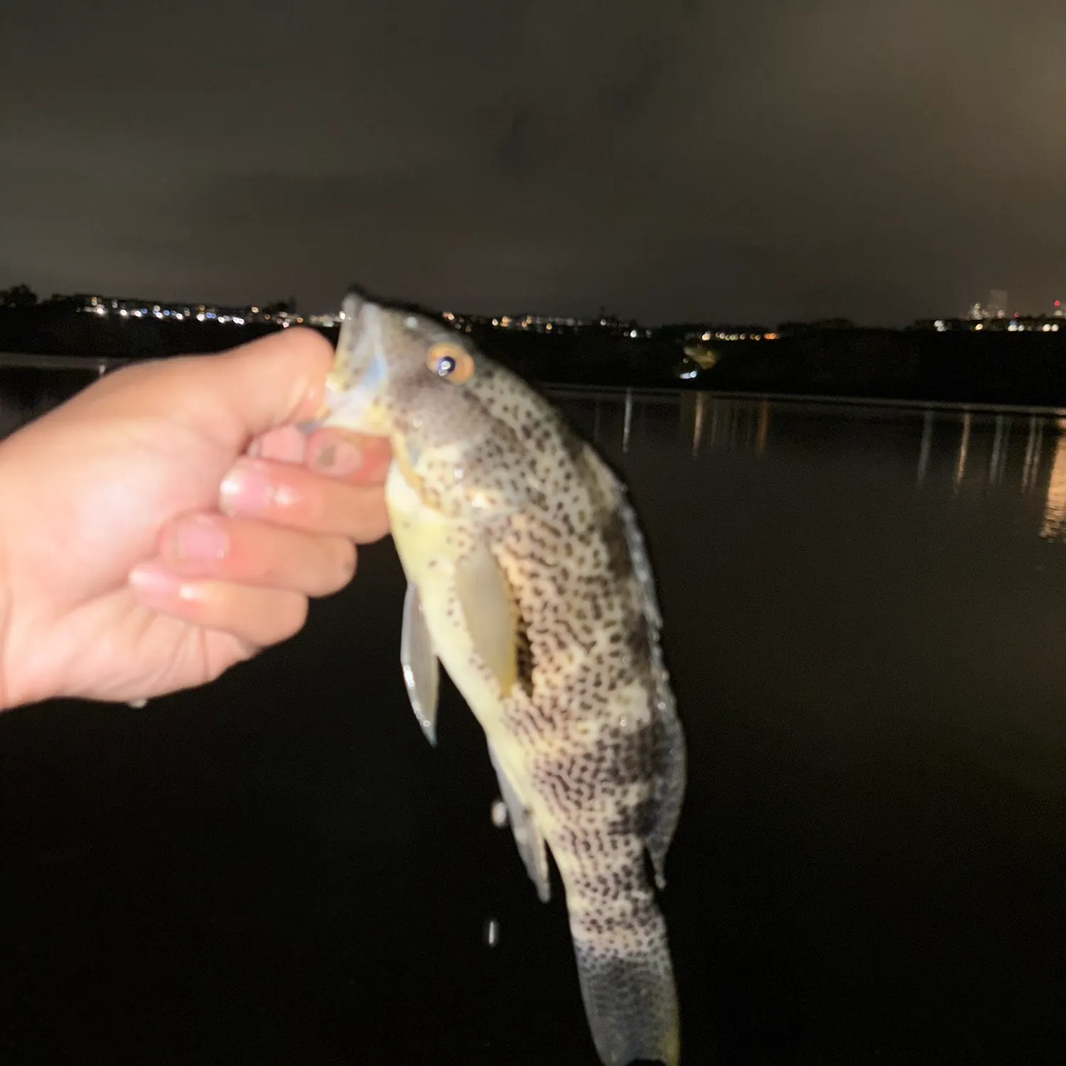 Spotted sand bass caught on Fishbrain